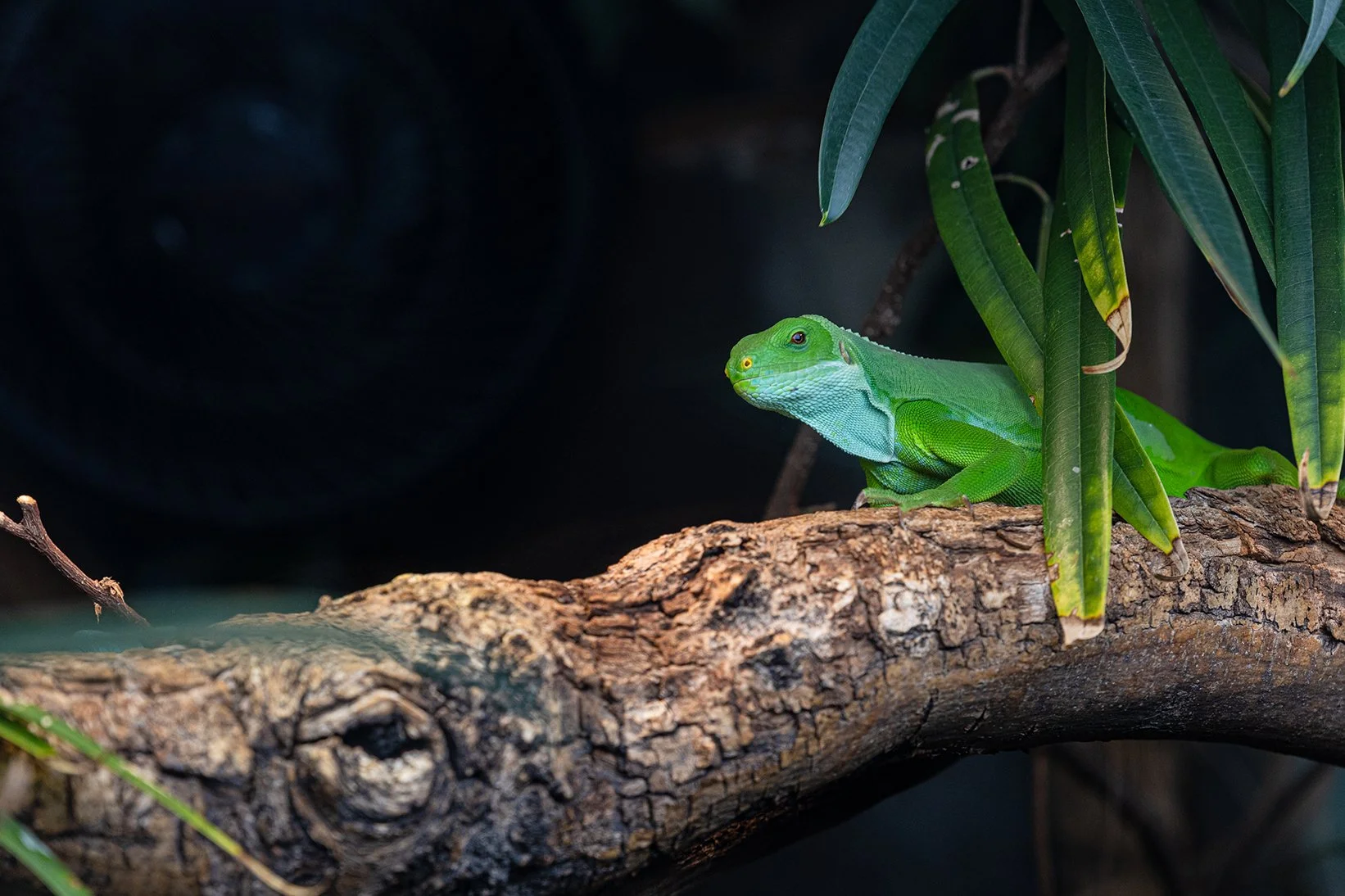 Manchester Museum&nbsp;plans major redevelopment of Vivarium