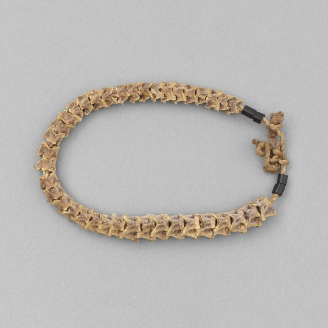 Necklace consisting of a snakes vertebrae threaded on to a piece of string in the correct order.