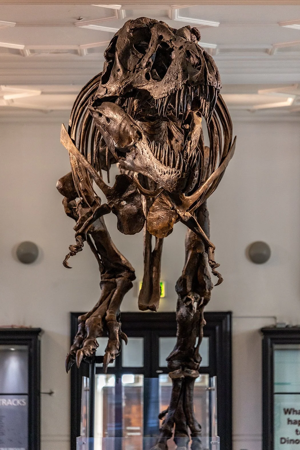 Fossils & Dinosaur Gallery | Manchester Museum — Manchester Museum