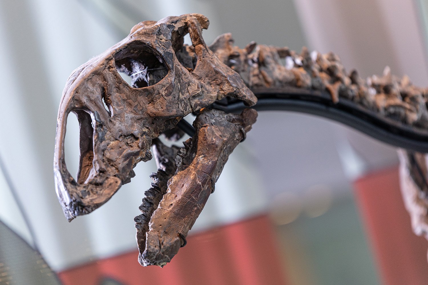 A close-up of the skull of April the Tenontosaurus, on display in the Fossils and Dinosaurs gallery at Manchester Museum.
