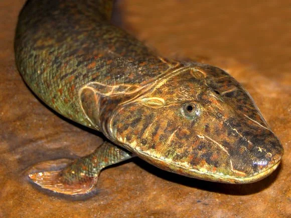 The mystery of the first amphibian