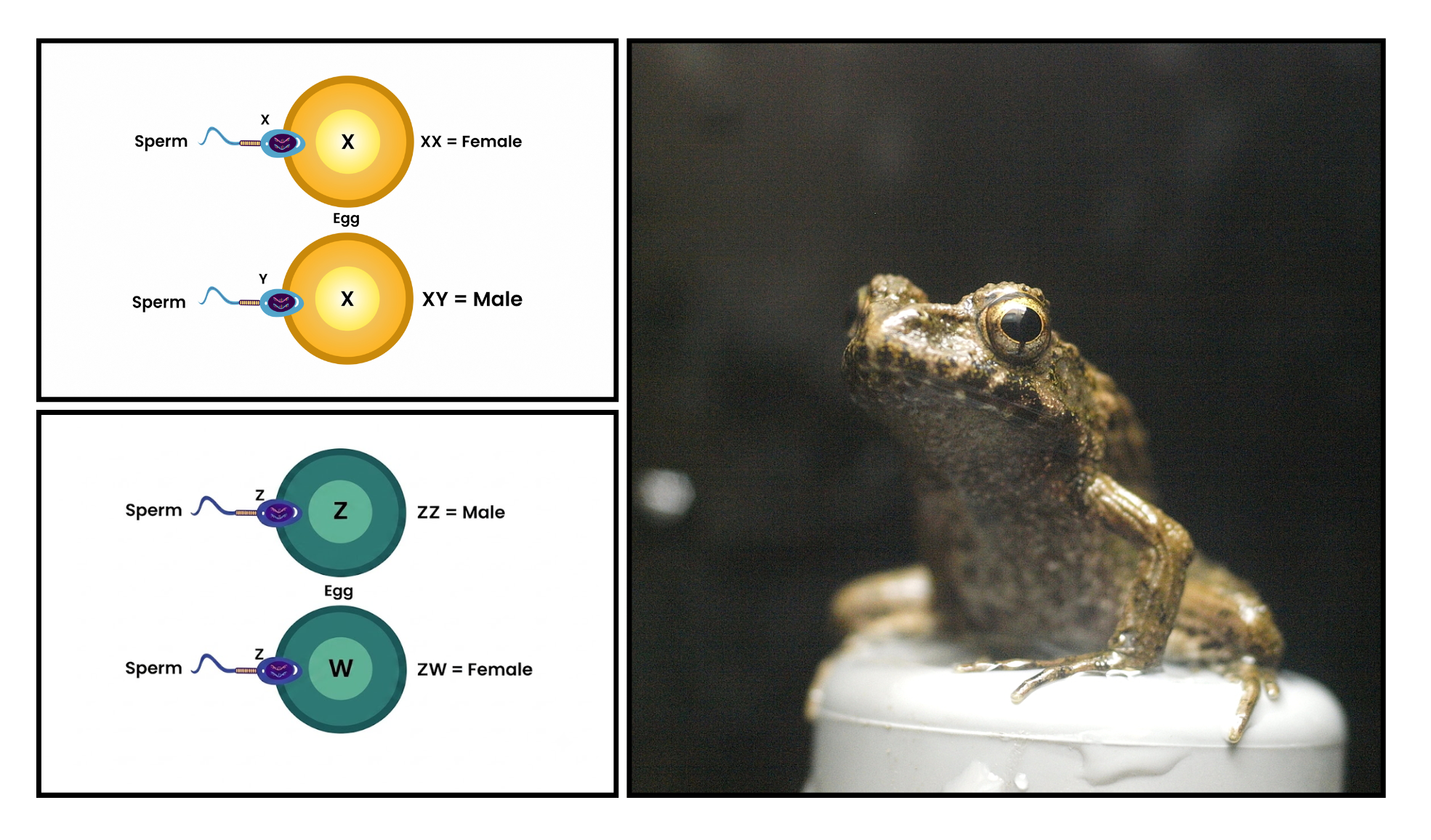 An image of a Japanese wrinkled frog, next to a diagram showing how egg and sperm cells combine to define the sex of a frog.