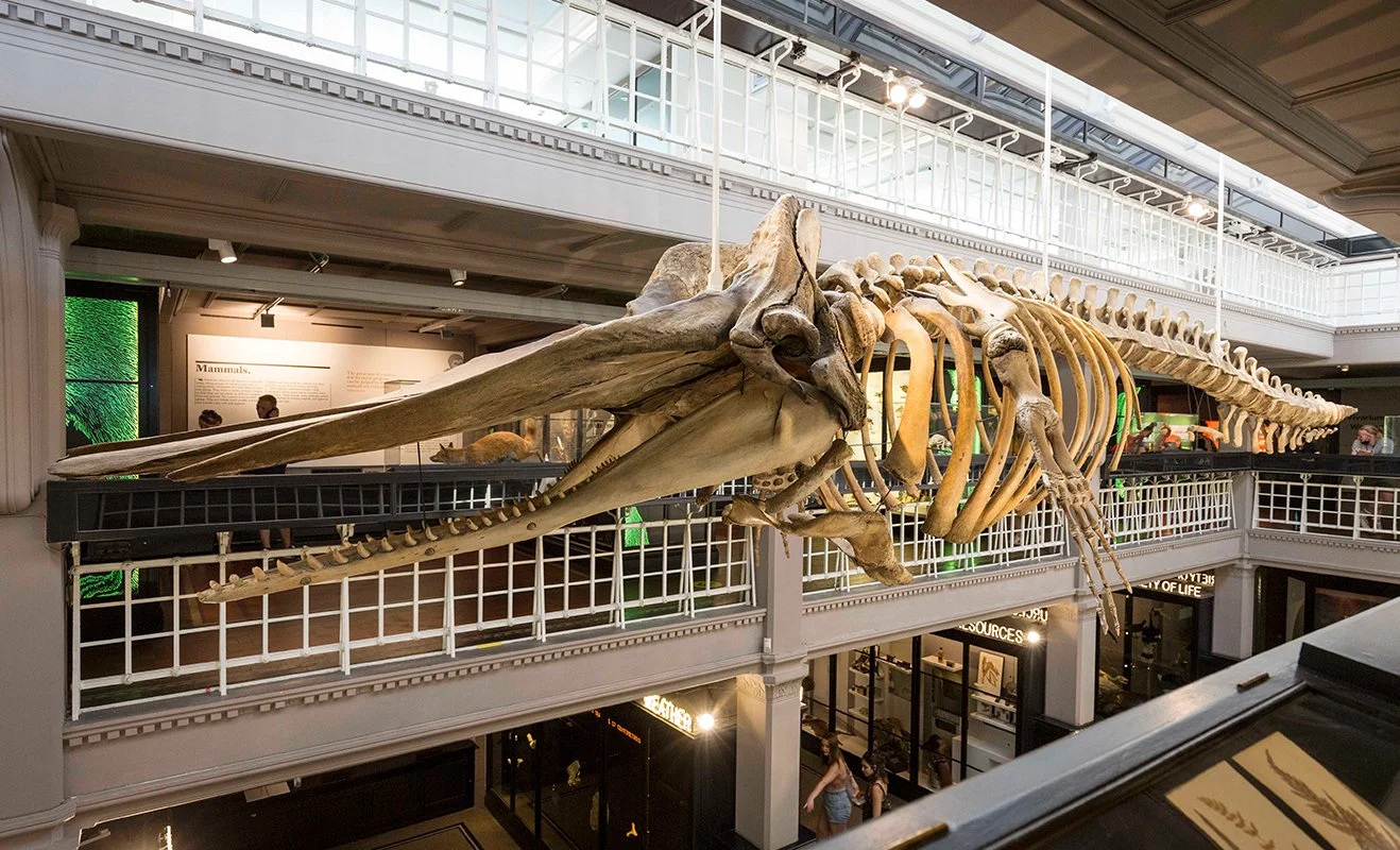 Large Triceratops skull fossil on display in the exhibition Triceratops: Eat, Roam, Repeat at Manchester Museum, with signage reading 'Awesome Frill' in the background.