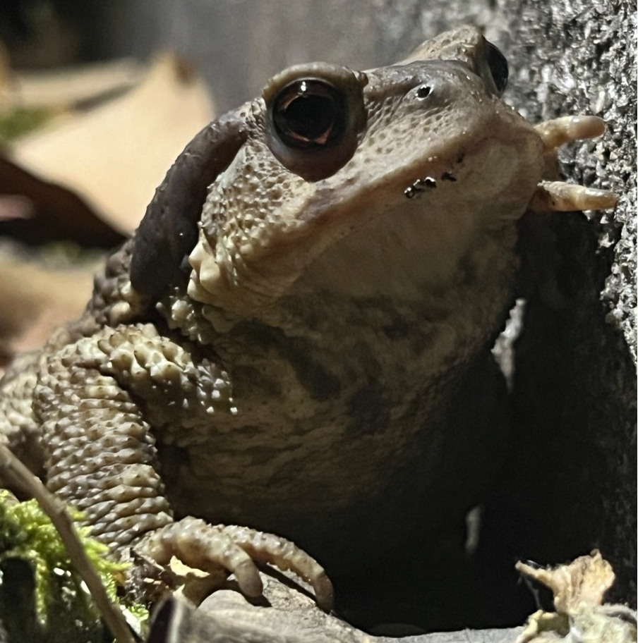 A close-up of a toad's face.