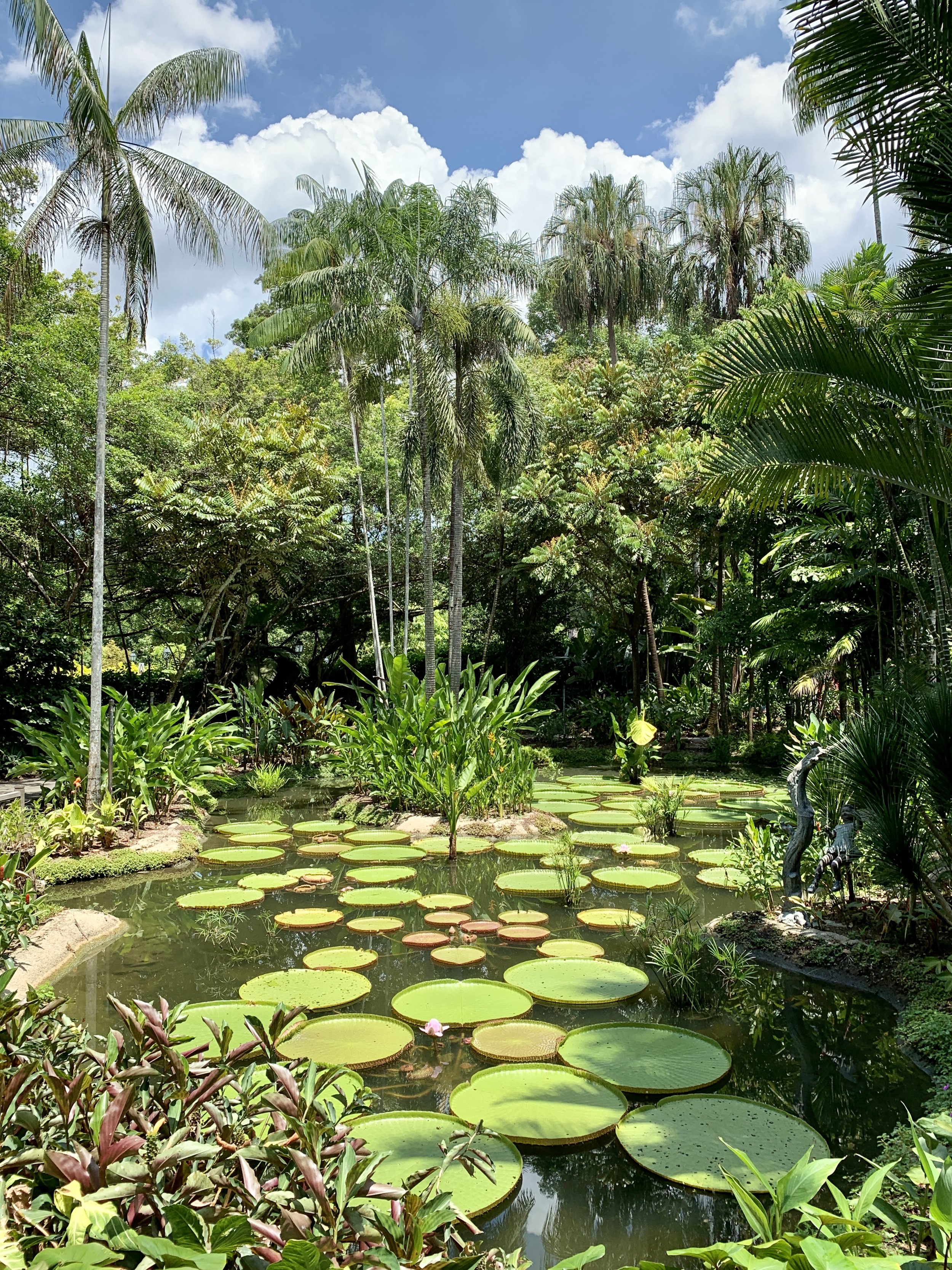 Botanics lily pads.JPG