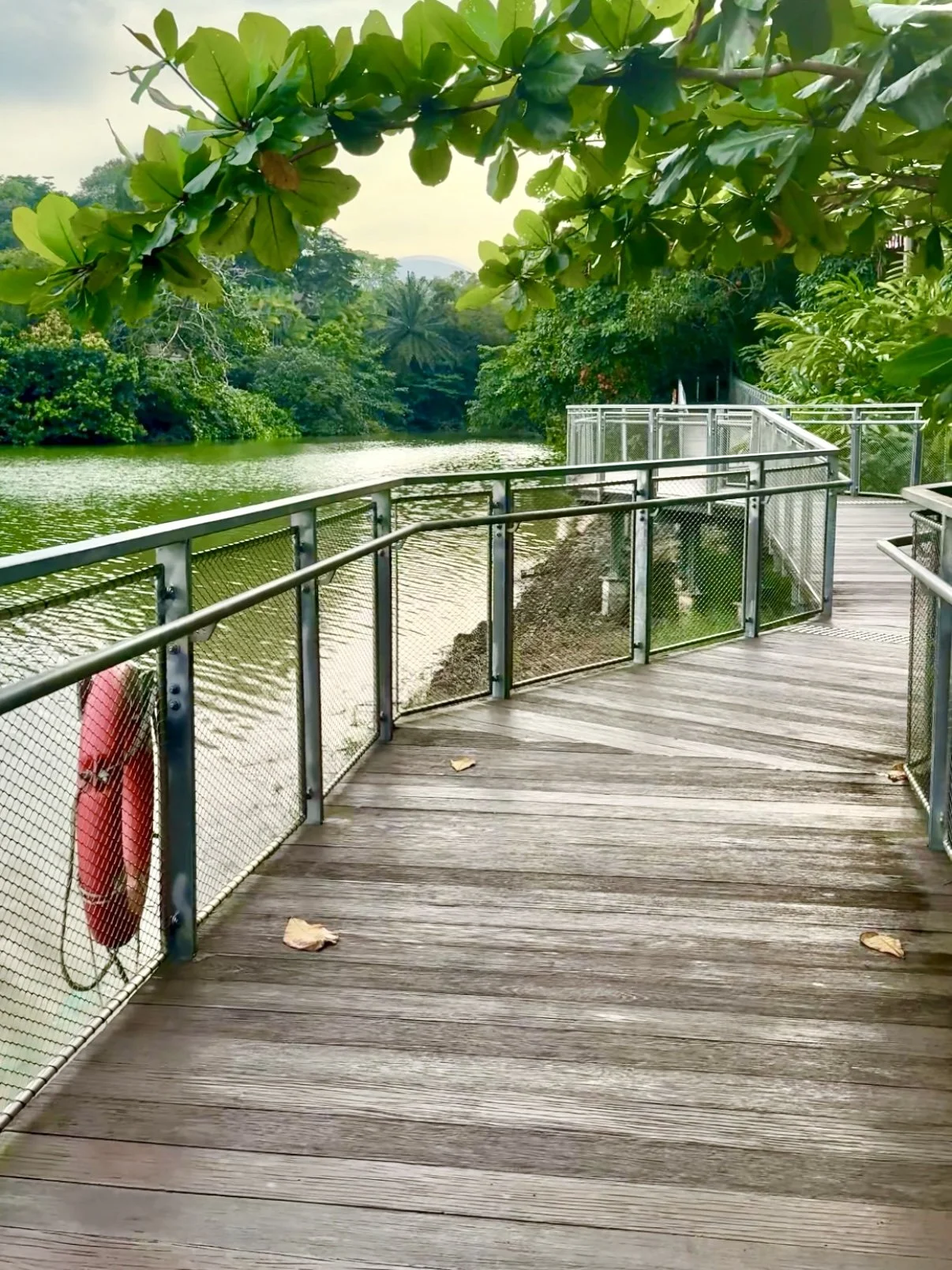 Mandai Boardwalk.jpg