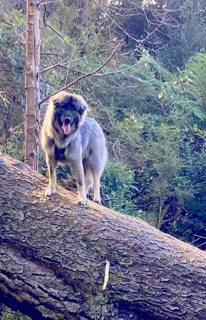 A large, fluffy dog with a thick fur coat, standing on a fallen tree trunk in a wooded area, with green foliage and trees in the background.