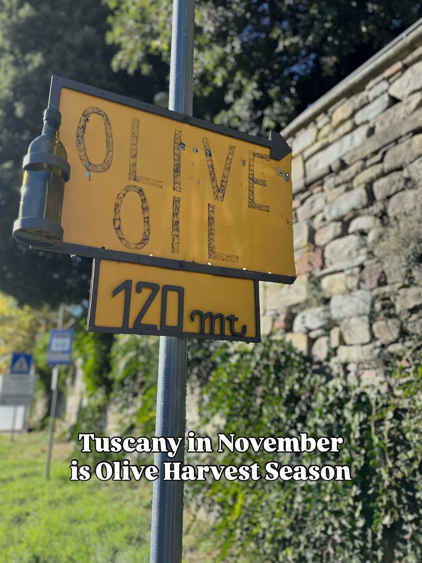 In Tuscany, the year is measured not by months, but by harvests. 

If you saw my reel yesterday, you know I was cooking gnudi in a tiny Tuscan inn surrounded by olive trees. 
This region produces some of the highest-quality olive oil in all of Italy.