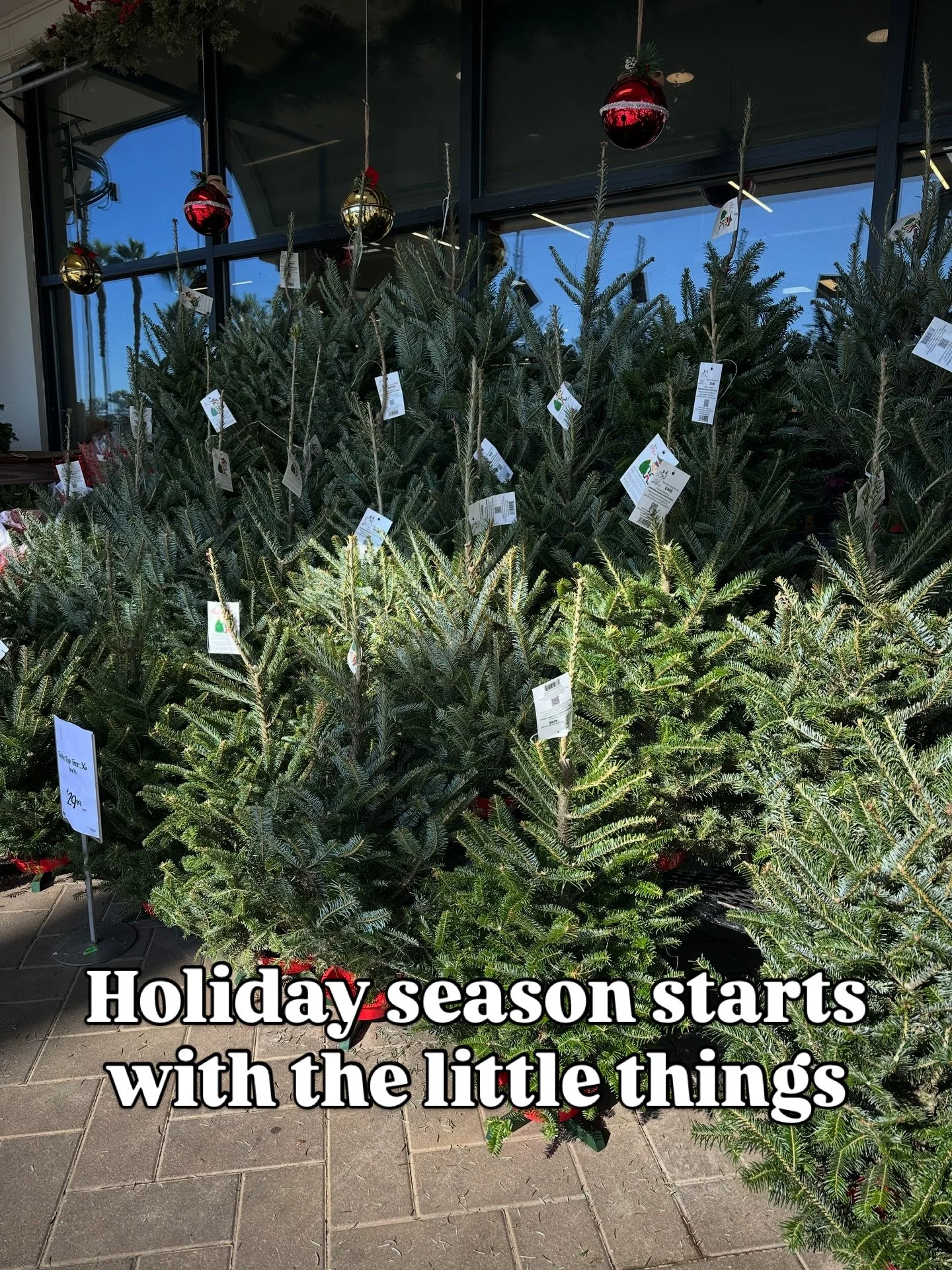 Did you know that in Italy, December 8 is normally the day most families put up their tree? And it&rsquo;s typically left up until January 6.

When do you put up your tree and leave it up until?

I traditionally put mine up the day after Thanksgiving