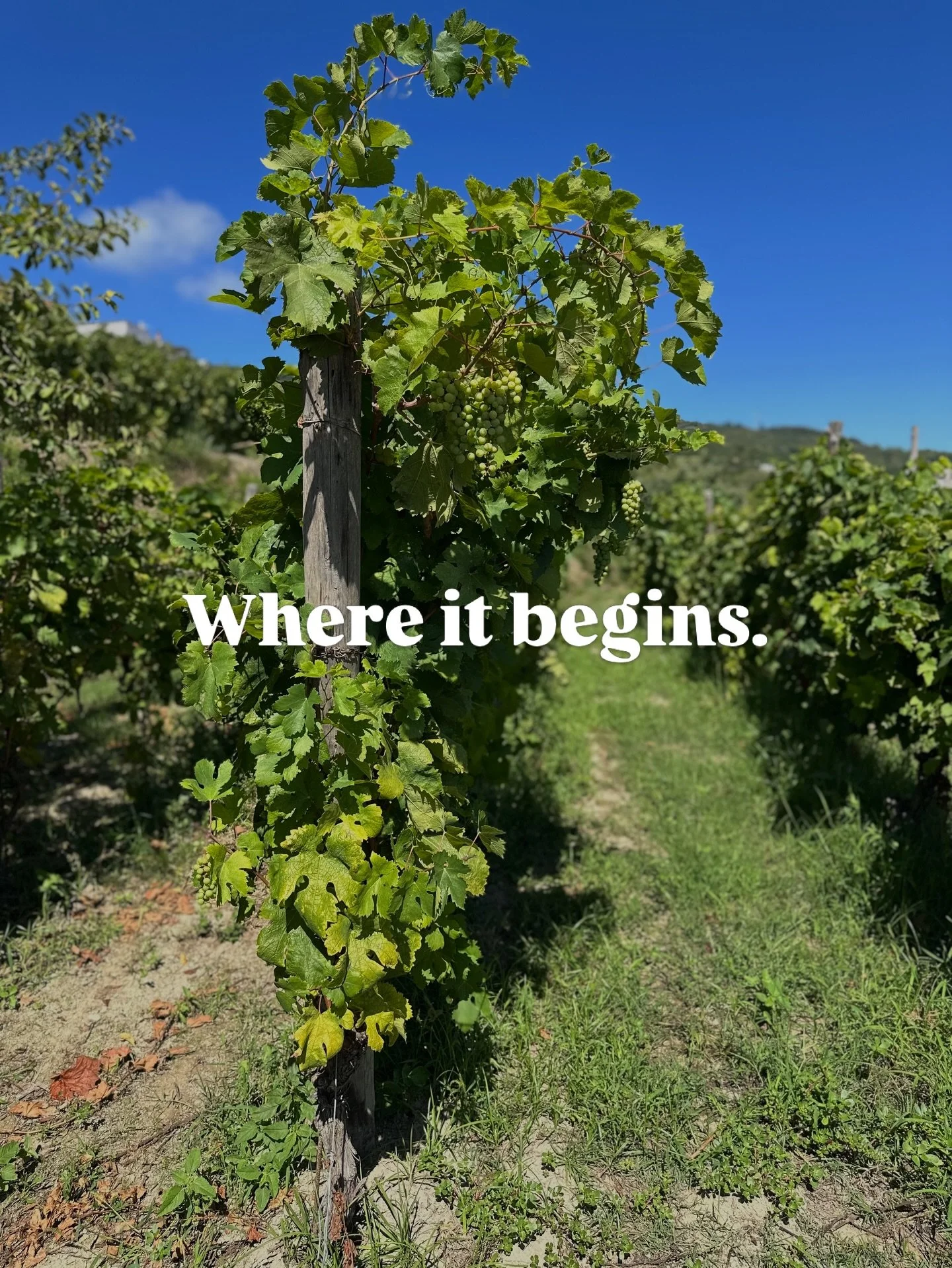 Some experiences in Ischia aren&rsquo;t about checking boxes.

You don&rsquo;t come here to sample everything.
You come to return to the same place, the same table, the same people.

This vineyard taught me that slow travel tastes better.
Sun on the 