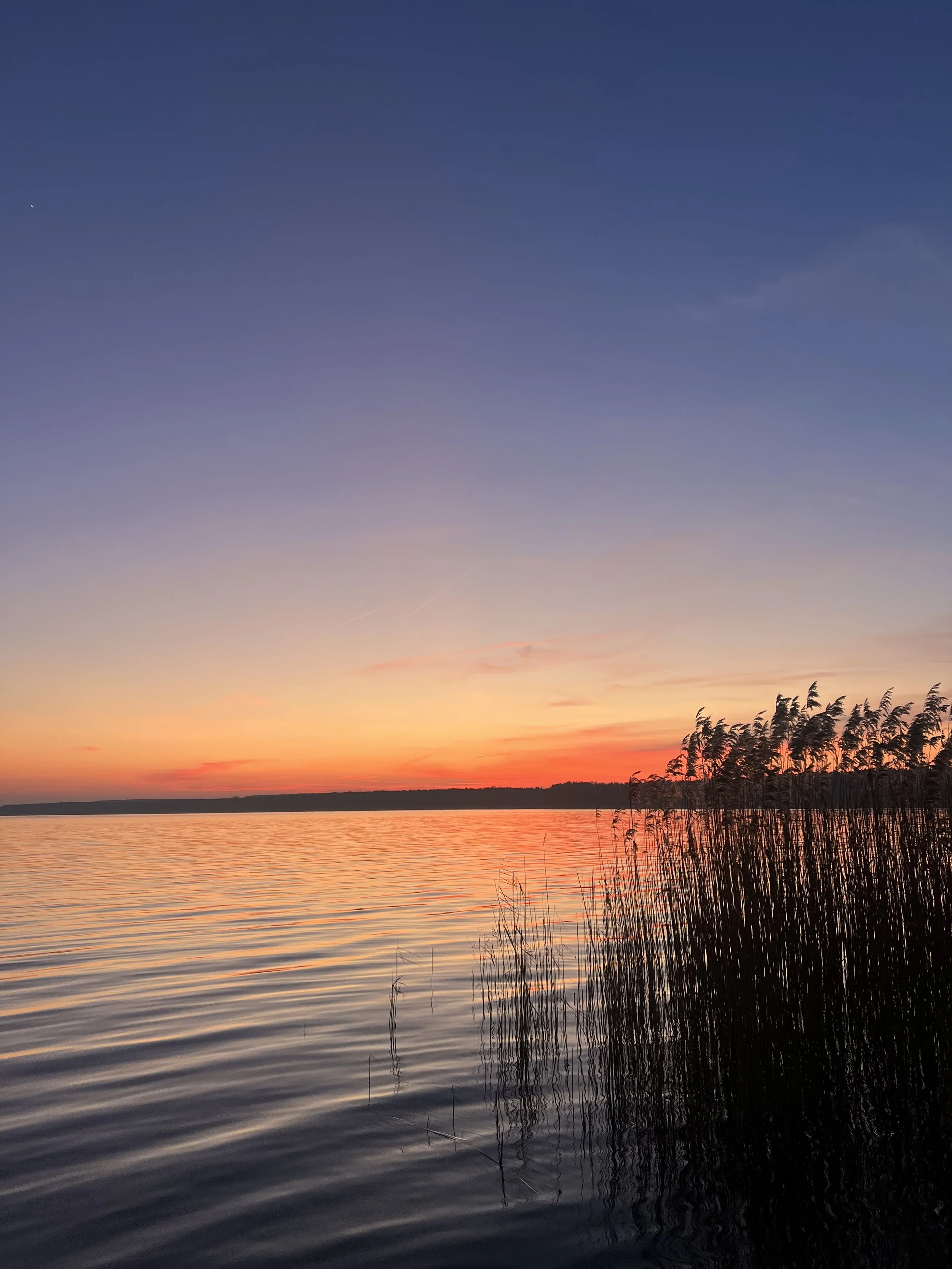Calm lake at sunset with colorful sky and tall reeds on shoreline.