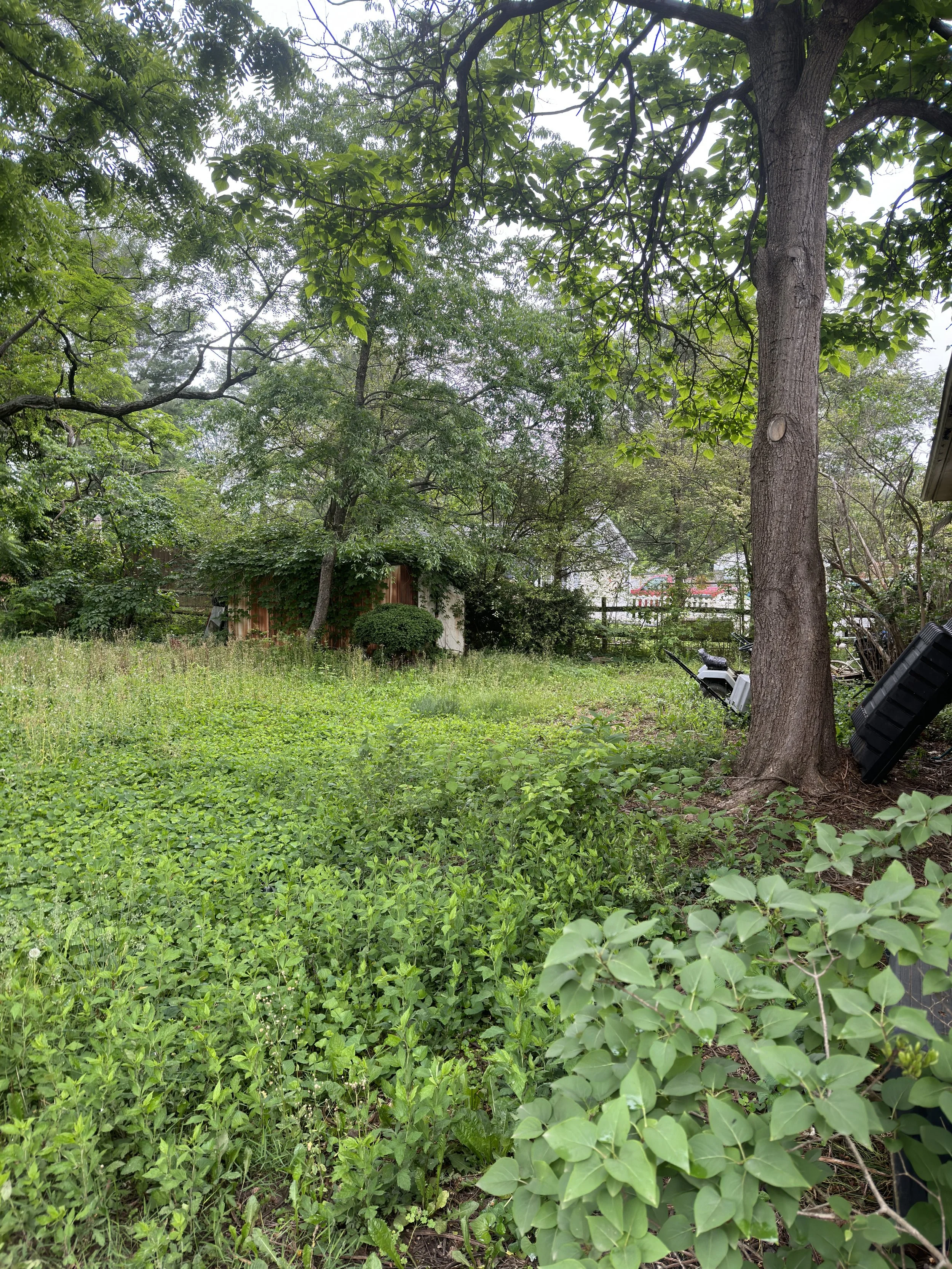 back from left before med.JPG