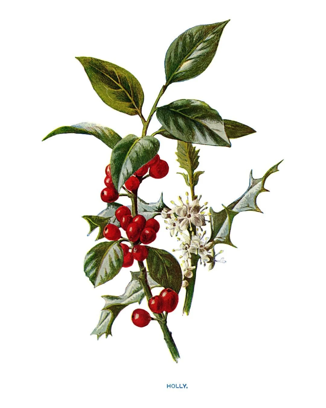 ❆𐂂 𝕳𝖔𝖑𝖑𝖞 𖢔❅
An evergreen tree or shrub with glossy, often spiny leaves and bright red winter berries. Slow-growing, shade-tolerant, and long-lived, it thrives along woodland edges, hedgerows, and in ornamental plantings. Its pale, dense wood -