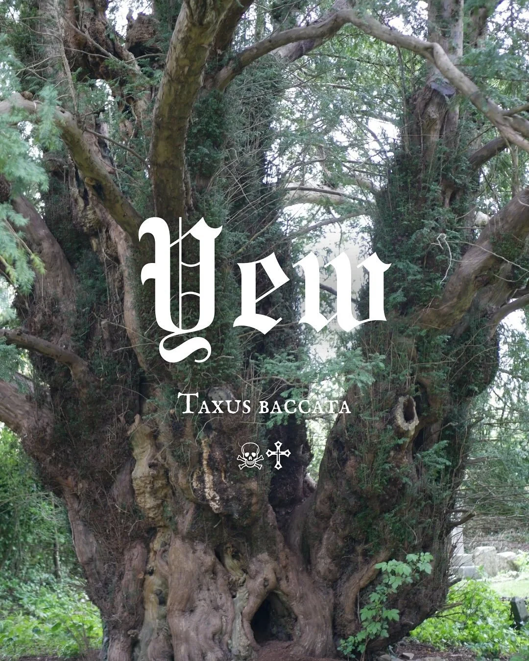 Pictured above is at Holy Trinity Church, in North Somerset. Recorded by the Ancient Yew Group, it is estimated to be over 800 years old, the site having 11th/12th century use. Beneath its hollow trunk lies the grave of Christopher George (1786&ndash