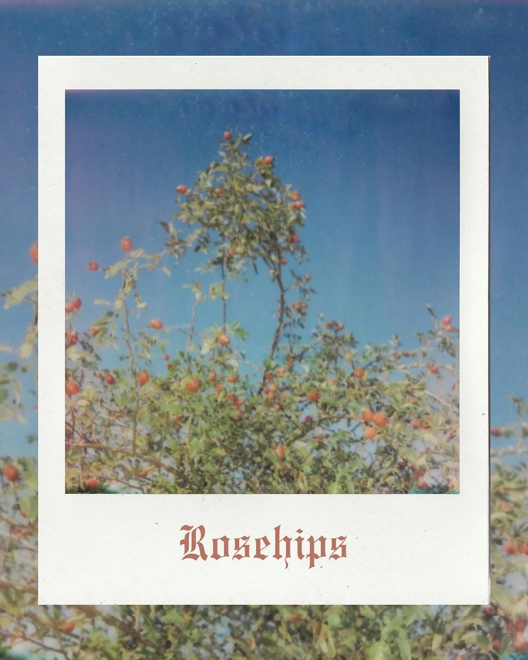 𝕽𝖔𝖘𝖊𝖍𝖎𝖕𝖘

𝙸𝚍𝚎𝚗𝚝𝚒𝚏𝚒𝚌𝚊𝚝𝚒𝚘𝚗:
Rosehips are the fruit of wild roses, ripening after the last petals fall. Wild rosehips are usually elongated or bullet-shaped, while garden varieties are rounder. They are bright red berries packed wi