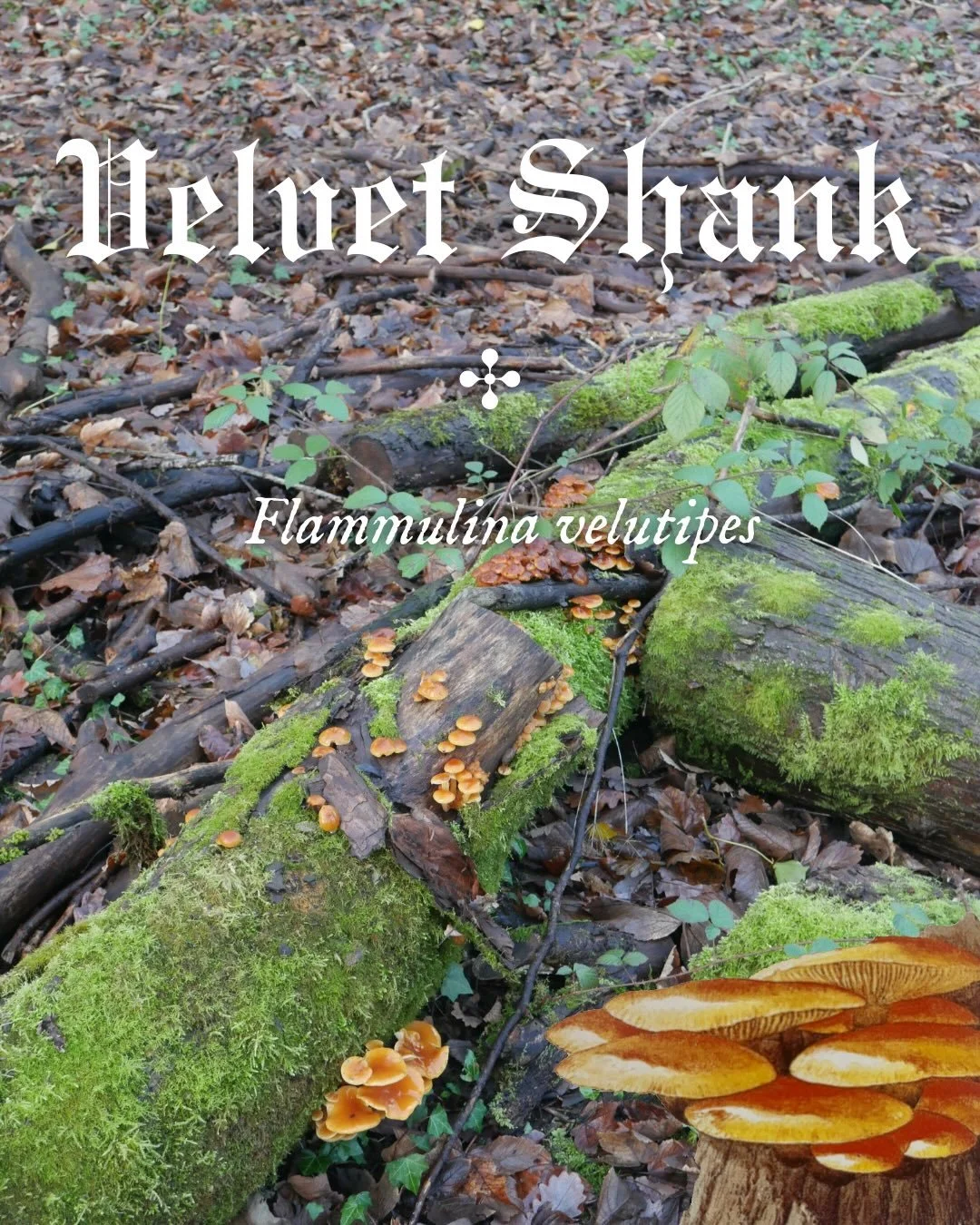 𝖁𝖊𝖑𝖛𝖊𝖙 𝕾𝖍𝖆𝖓𝖐
The Latin name Flammulina velutipes meaning &ldquo;little flame with a black foot&rdquo;

𝙸𝙳:
Found throughout winter; one of the few mushrooms able to survive frost. Grows in clusters and tiers on decaying deciduous wood, e