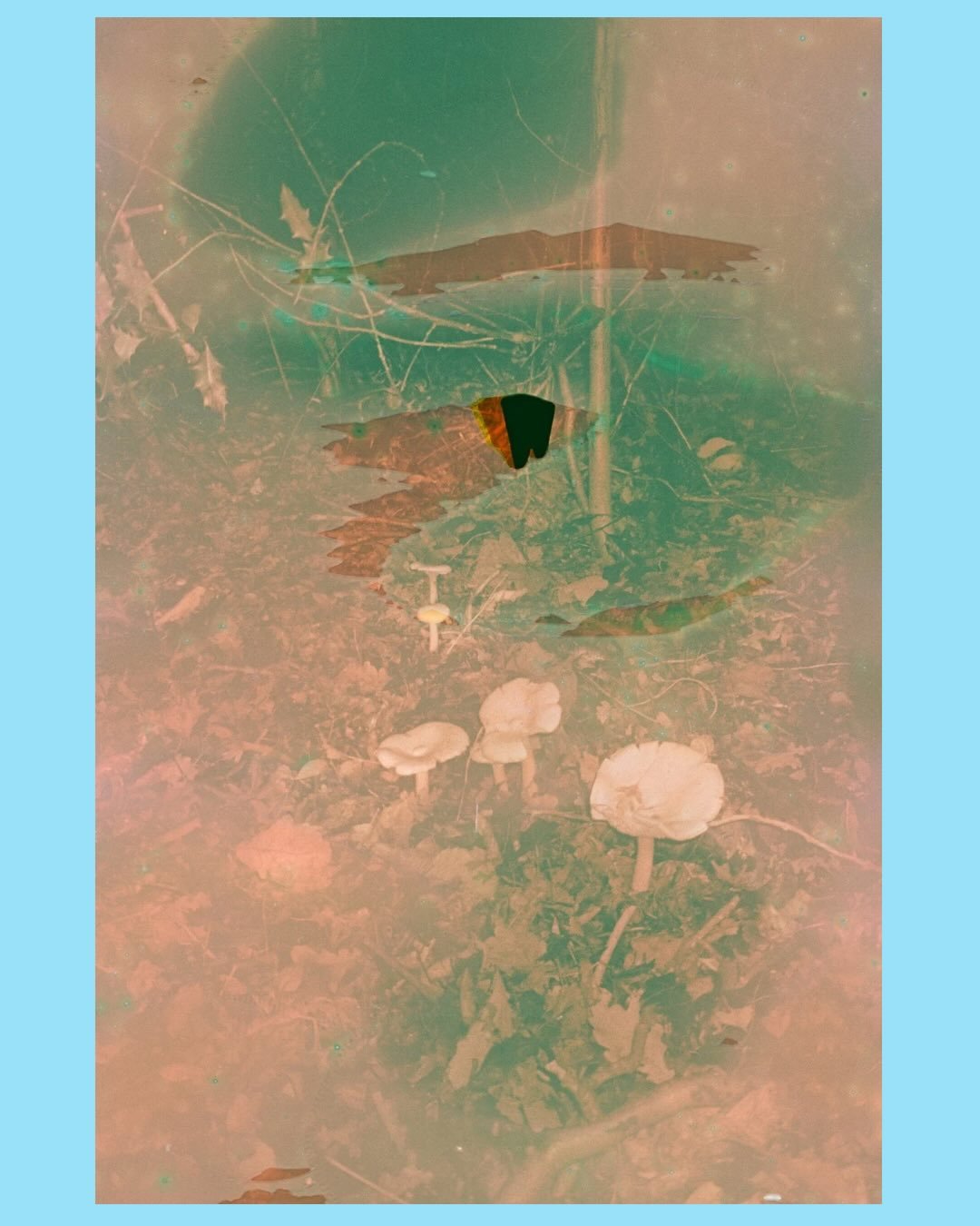 ✨strange visions of fungi, flora and ancient stone in Sheffield/the peak district 🍄&zwj;🟫🌀🌾🪨 also featuring a most magnificent (award winning) chestnut tree from Bewdley 🎞️