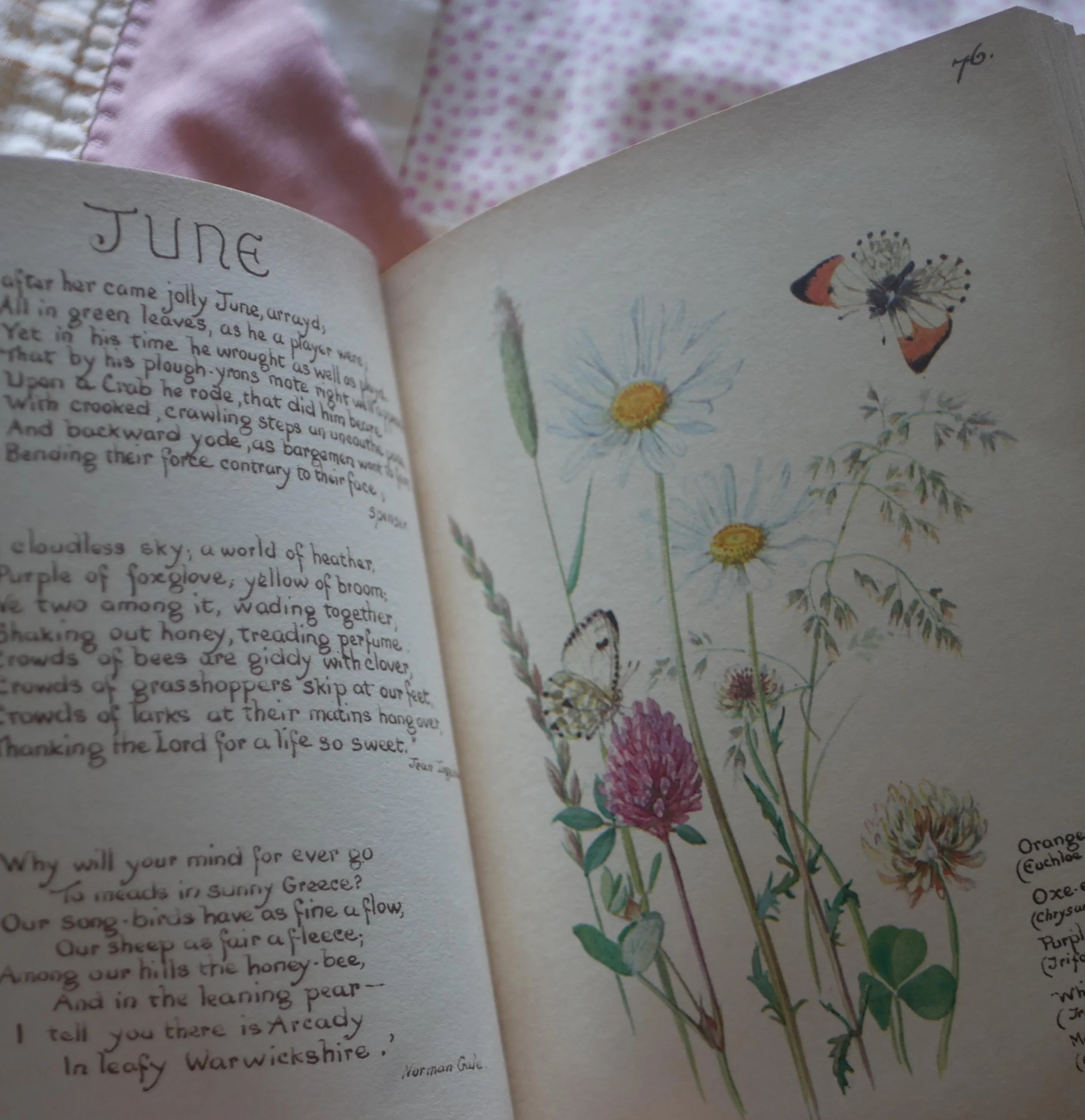 Happy Summer Solstice everyone ☀️ here&rsquo;s some wild June snippets so far, working on the new allotment has felt like a good way mark the turn of the year, it&rsquo;s got a long way to go and is a never-ending process, but hopefully by next summe