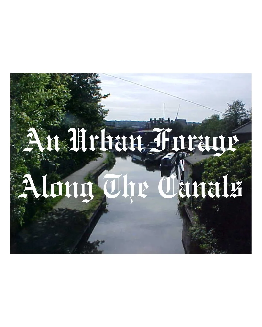 Some urban magic ✨ along the Sheffield canals. I love a canal walk, a haven amongst the city and there always seems to be an abundance of wildlife and a variety of edible and medicinal plants. Pics took on my dads old floppy disk camera, yes you hear