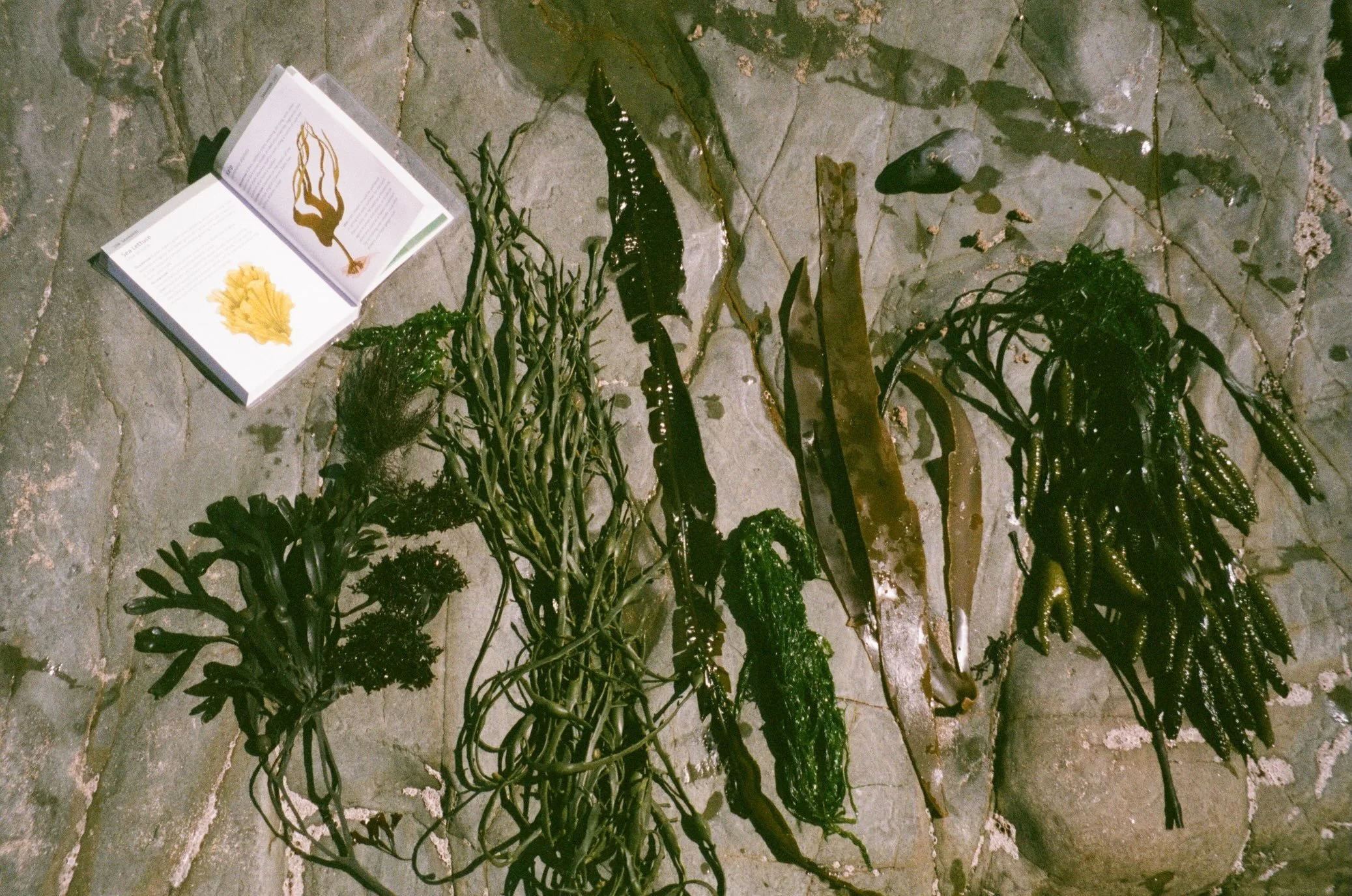 some seaweed studies 🌊🐚🪸🎞️