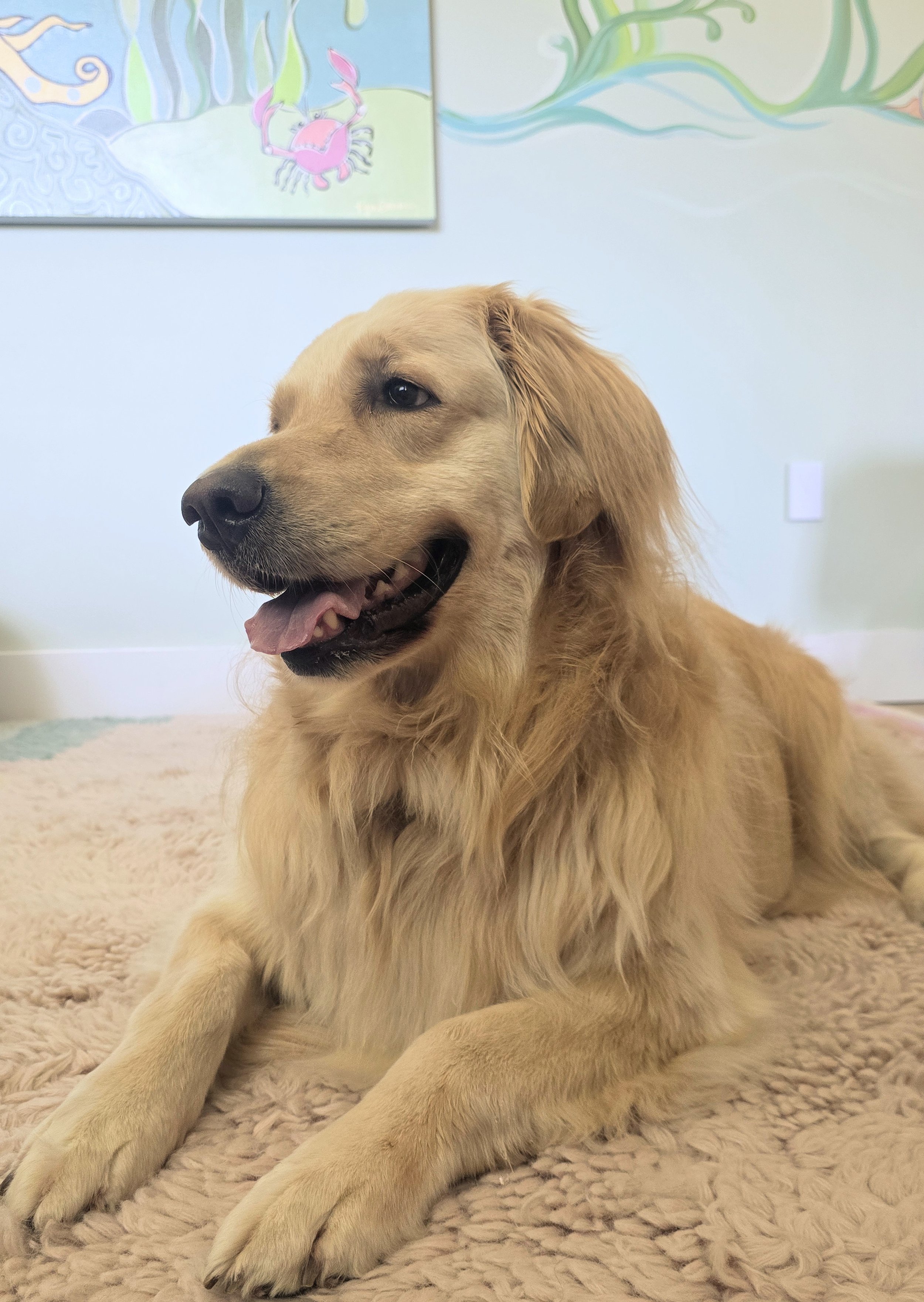 A golden retriever dog laying on a plush beige carpet indoors with pastel-colored artwork on the wall behind it.