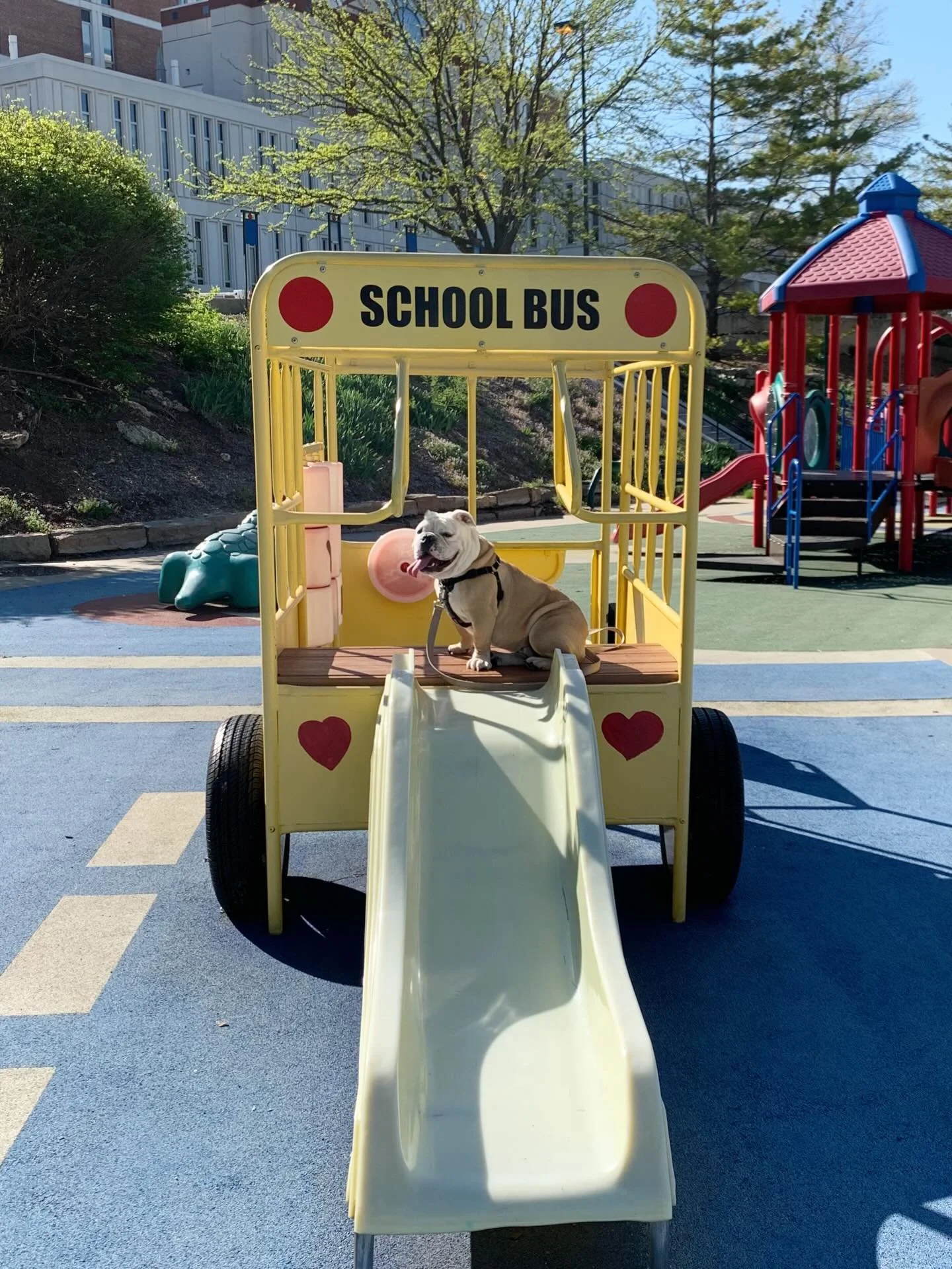 Ozzie trained for months to become a Pet Pal at Children&rsquo;s Mercy&mdash;he was always so excited to visit the hospital, he brought so many smiles to kids&rsquo; faces. Pure joy filled the room. ✨ During Covid, we turned in his volunteer badge, a