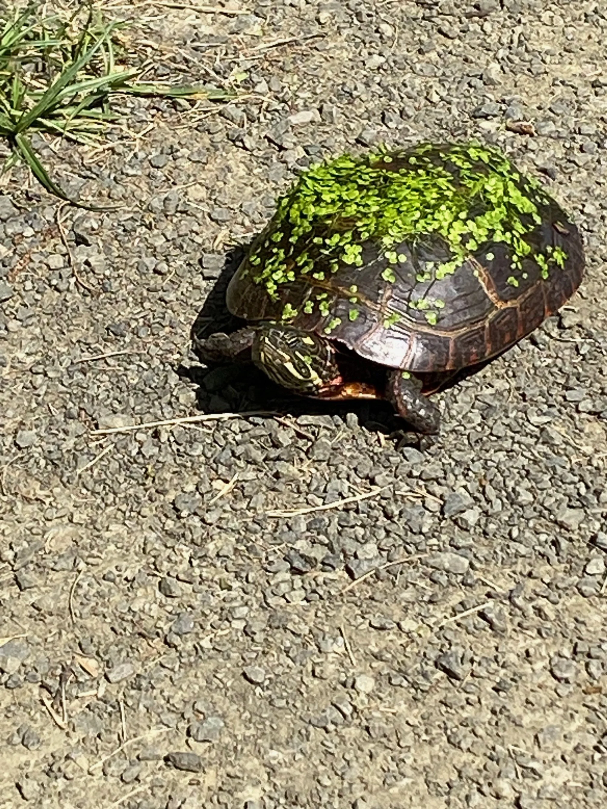 IMG_5155.jpeg (Copy)