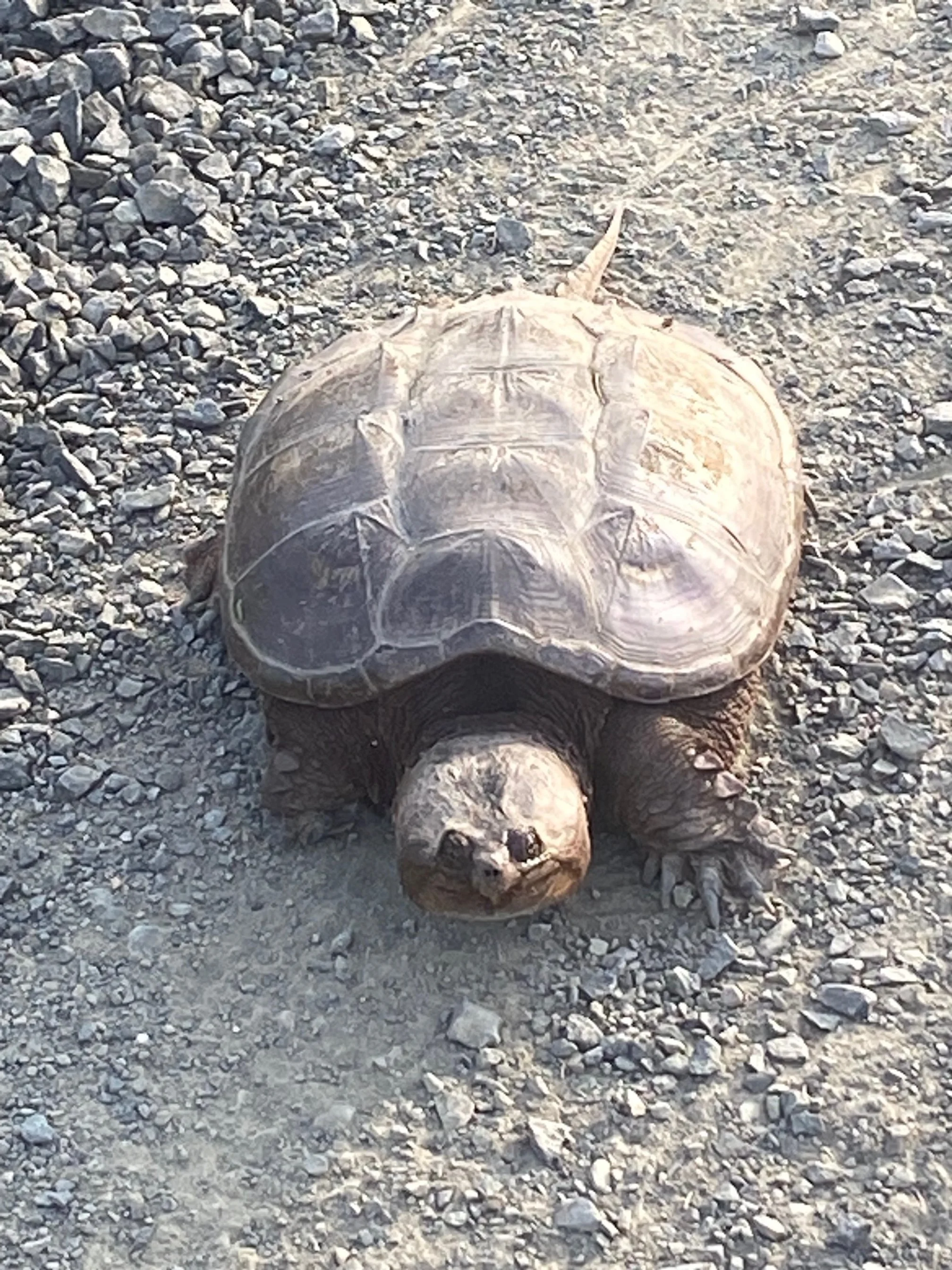 IMG_5157.jpeg (Copy)