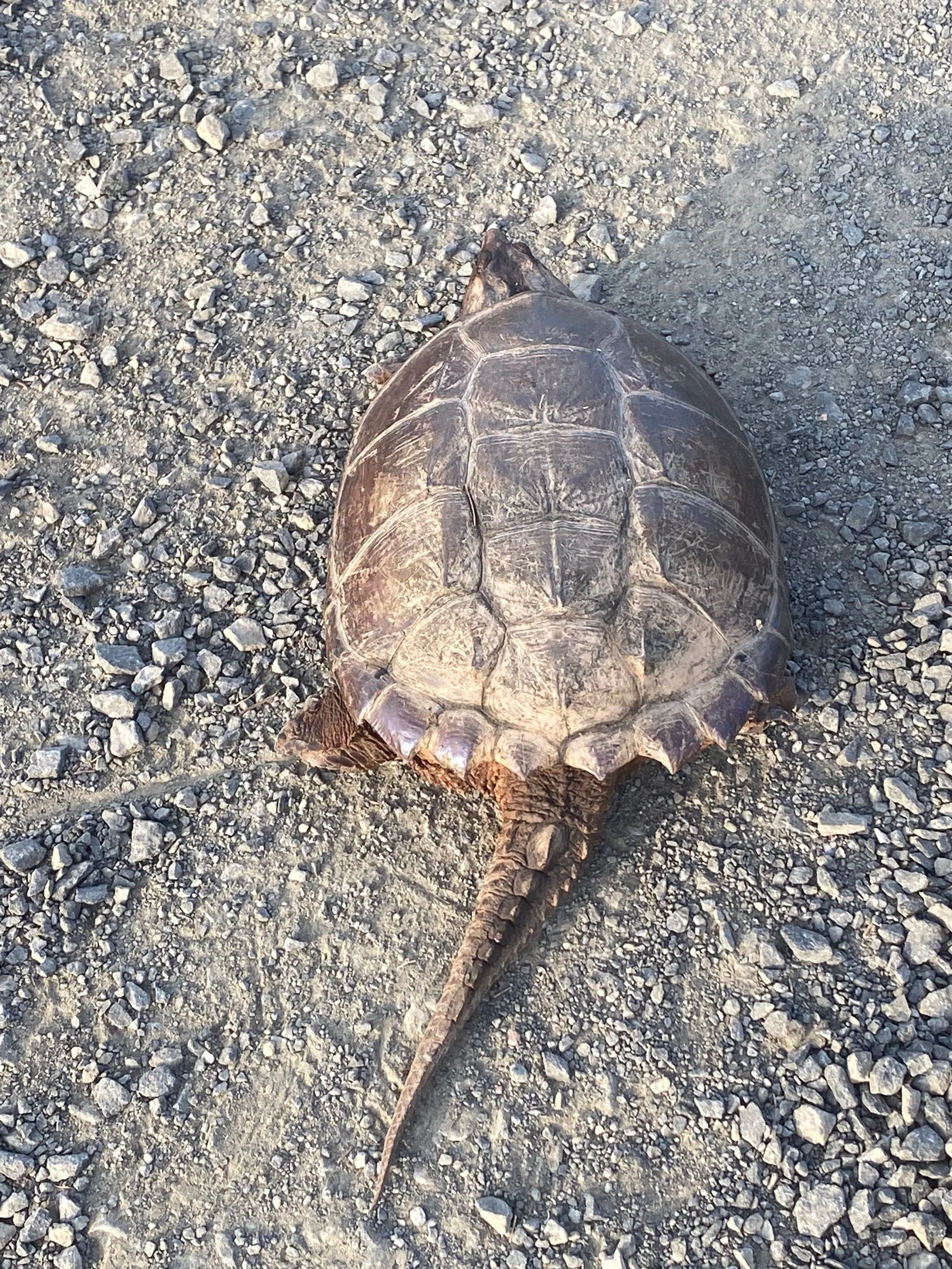 IMG_5159.jpeg (Copy)