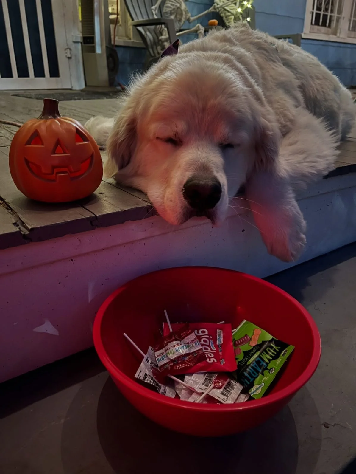 happy halloween 

💕 #shadowthegoldenboy