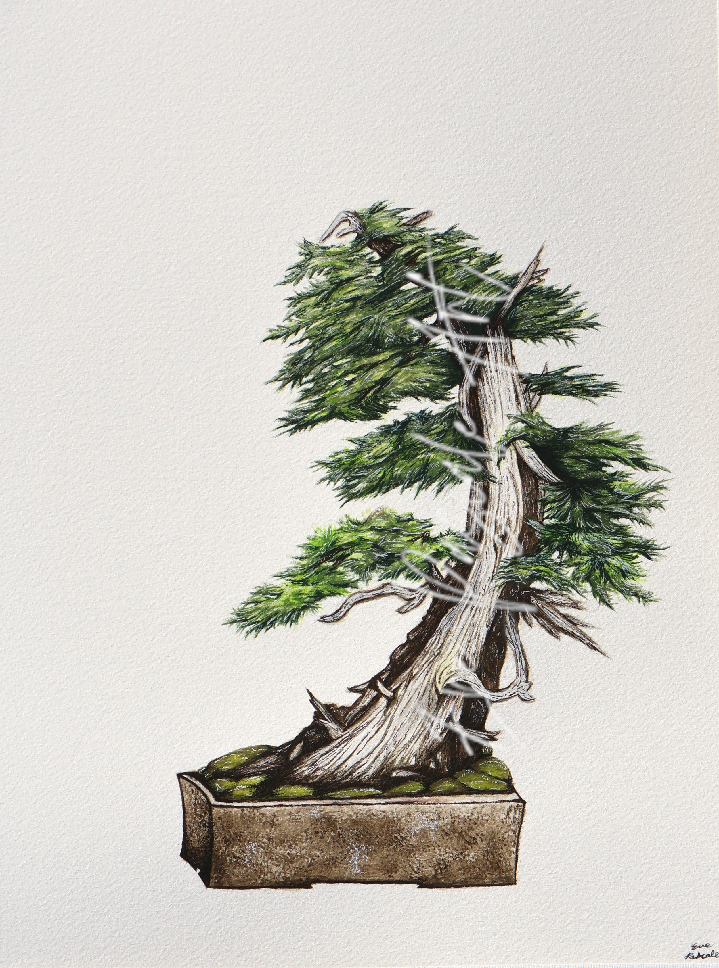 Scoop Watermarked.png