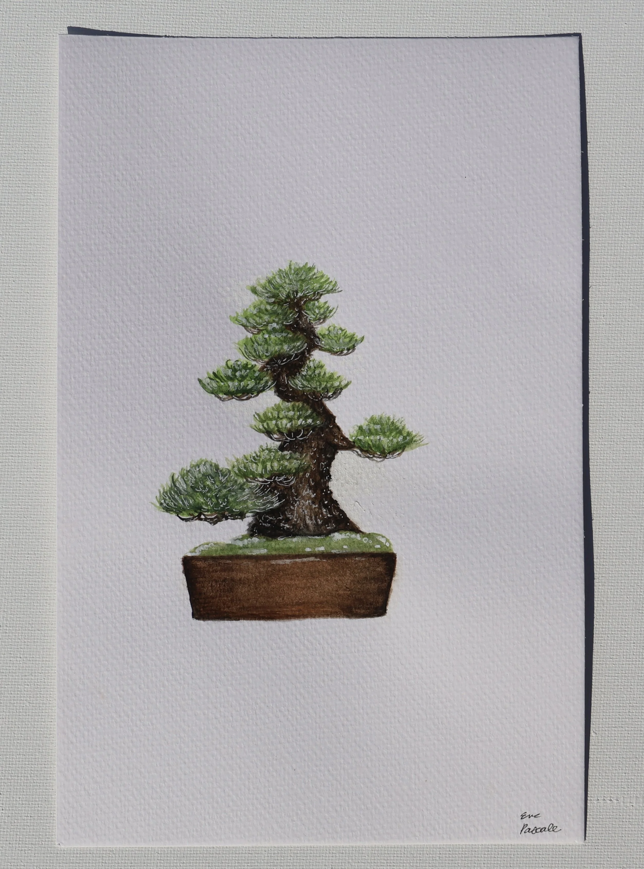 Classic Pine
