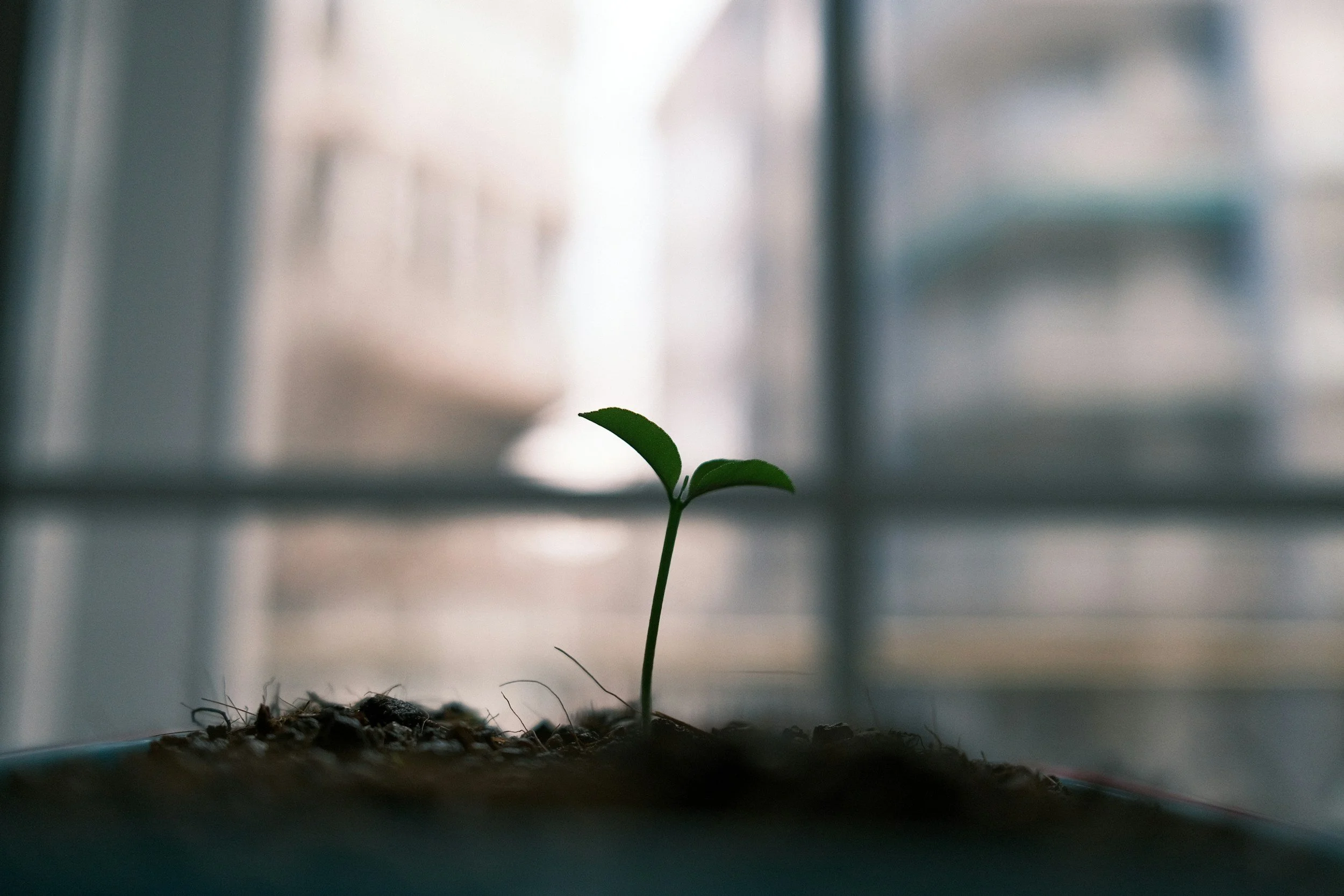 Small green seedling growing in a pot on a windowsill in a natural light setting.