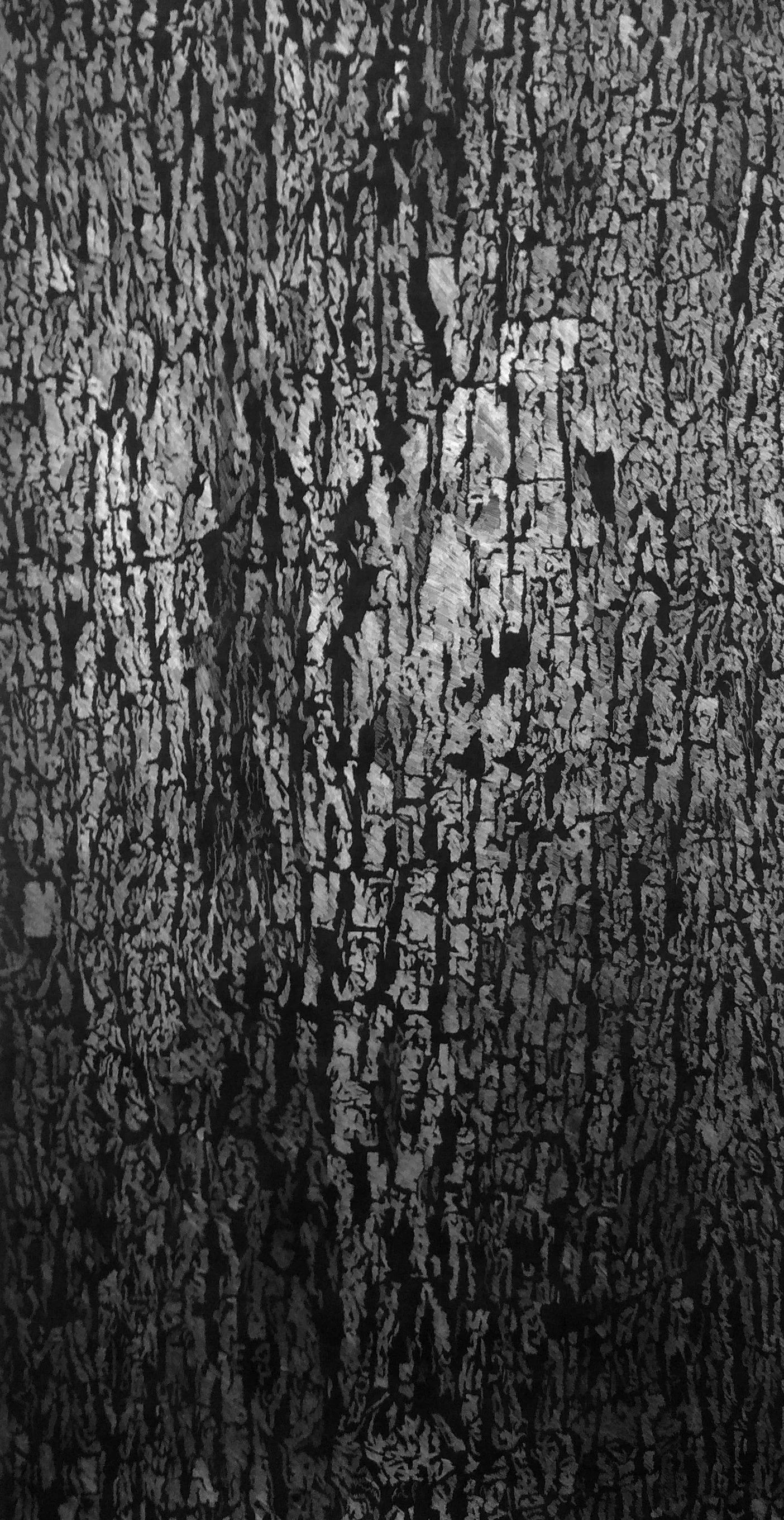 corteza4. 160 x 80 cm. lapiz sobre carbón.jpg