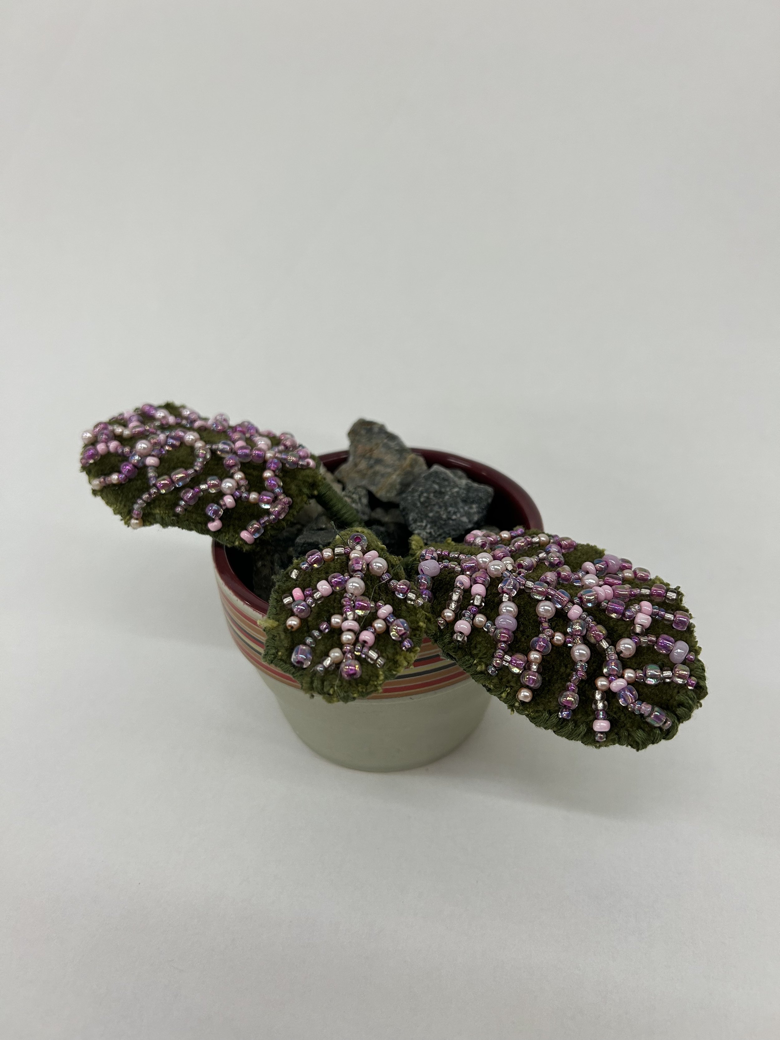 Beaded Nerve Plant
