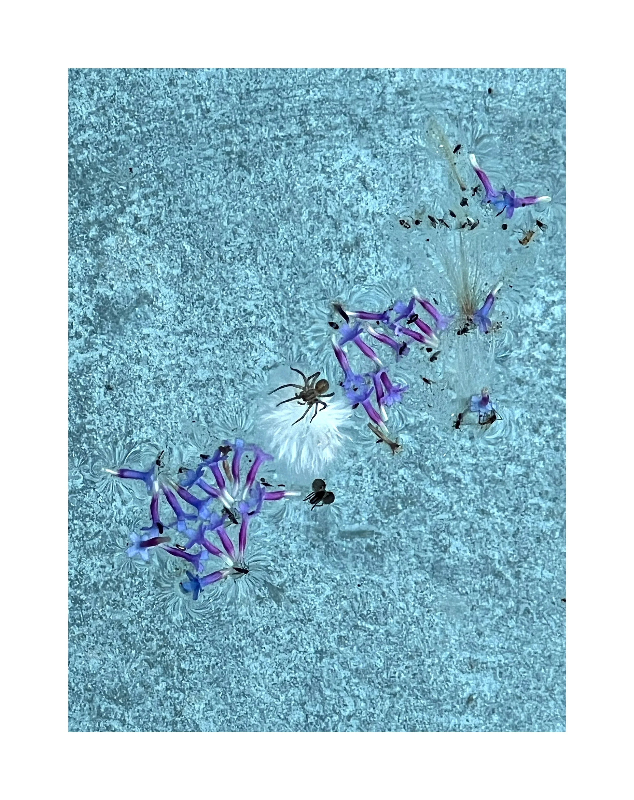 Une colonie de petites crevettes violettes et noires, ainsi qu'un insecte, sur une surface blanche avec un fond bleu clair.