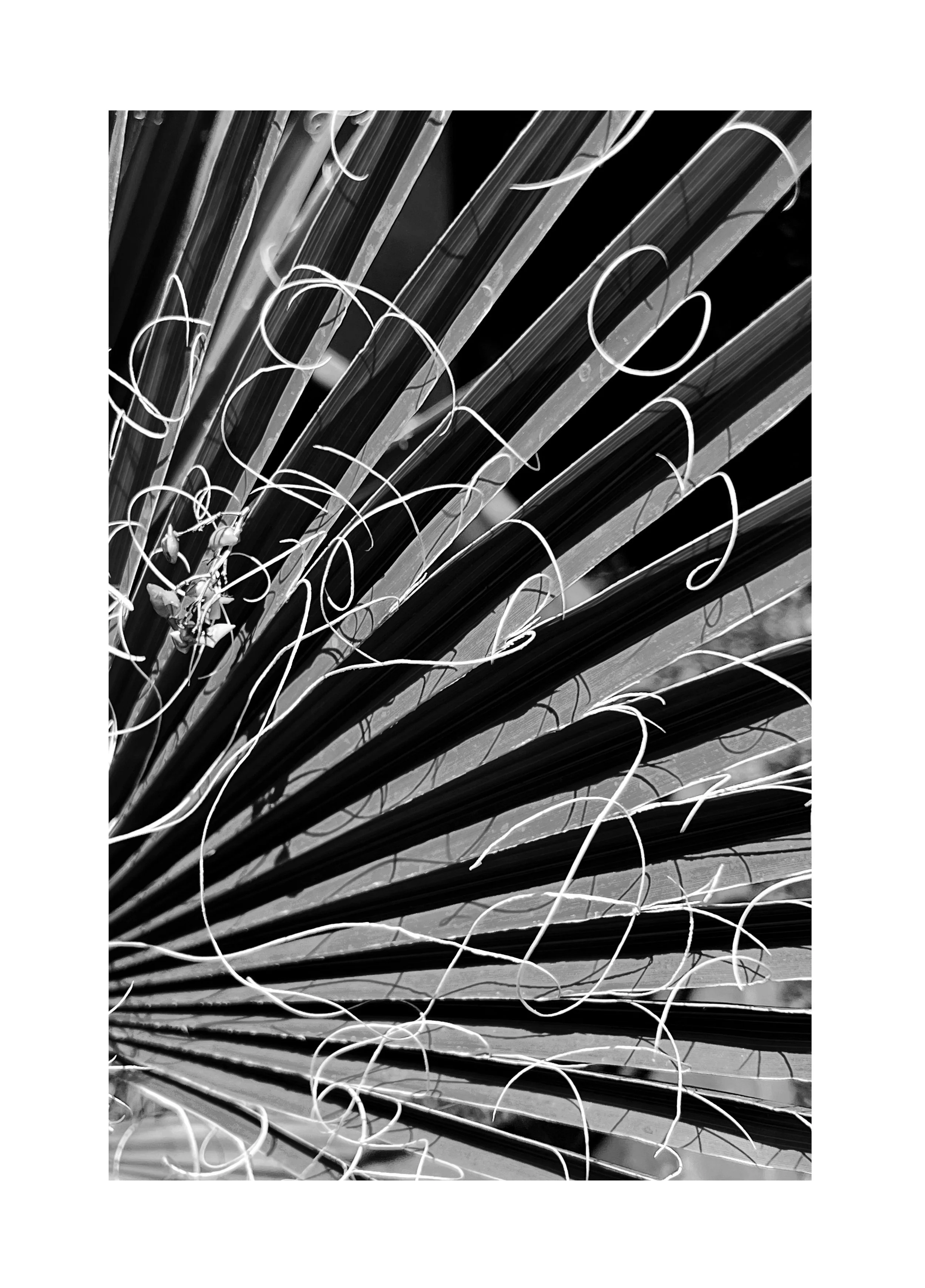 Photo en noir et blanc de ficelles ou fils blancs sur des baguettes en plastique noir, enroulées dans une forme fanée.