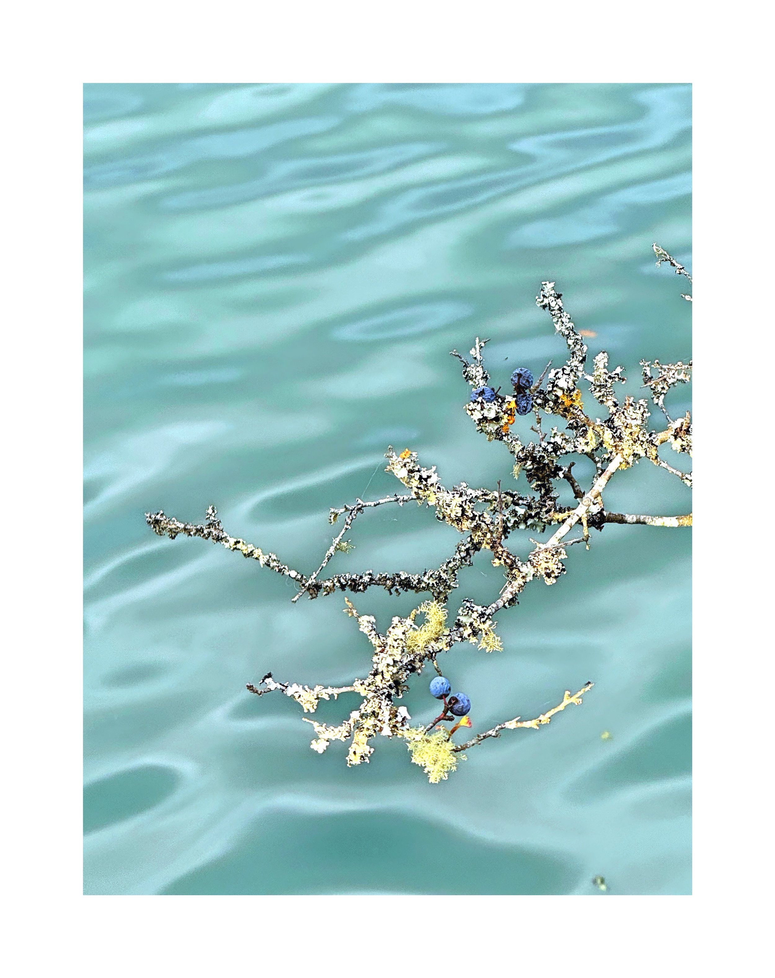 Branche recouverte de lichens avec des baies bleues flottant sur une eau calme de couleur turquoise.
