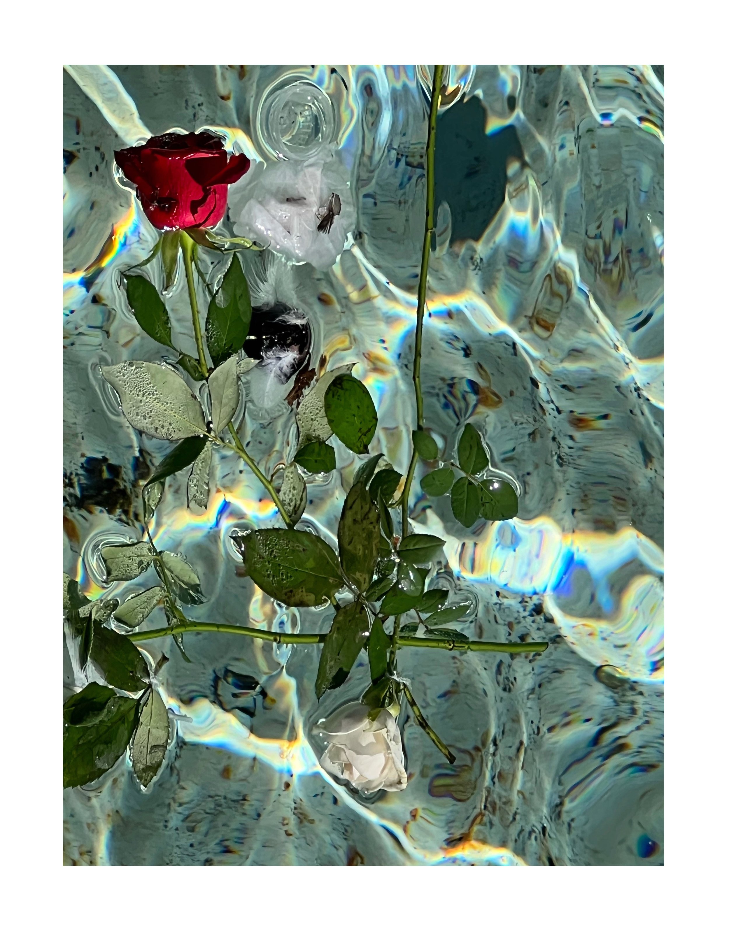 Une rose rouge au centre, entourée de feuilles vertes, flotte sur de l'eau avec des reflets colorés et une surface légèrement ondulée.
