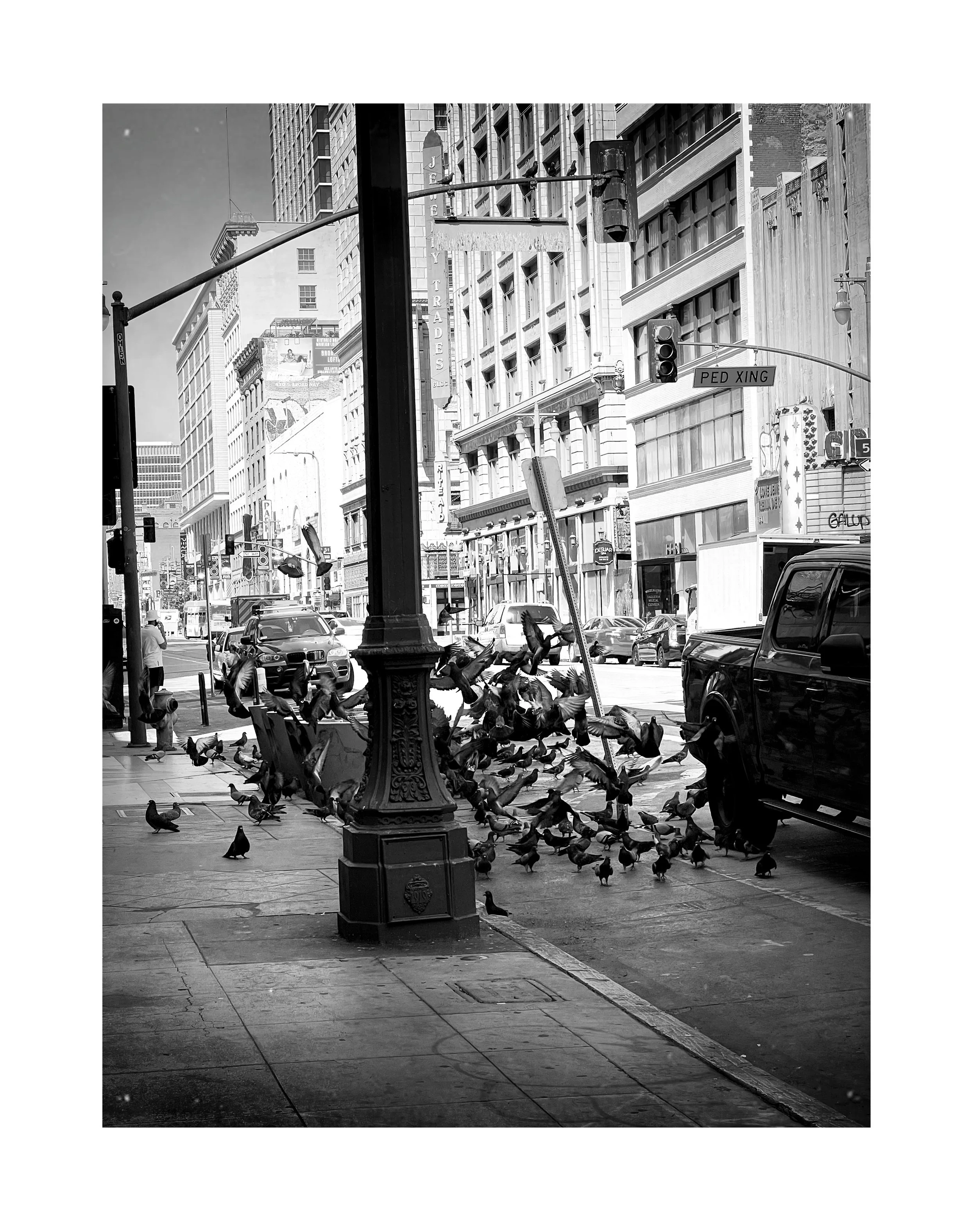 Vue d'une rue urbaine en noir et blanc avec des pigeons en vol et au sol, des voitures, un lampadaire, des bâtiments commerciaux et un panneau 'Pede Xing'