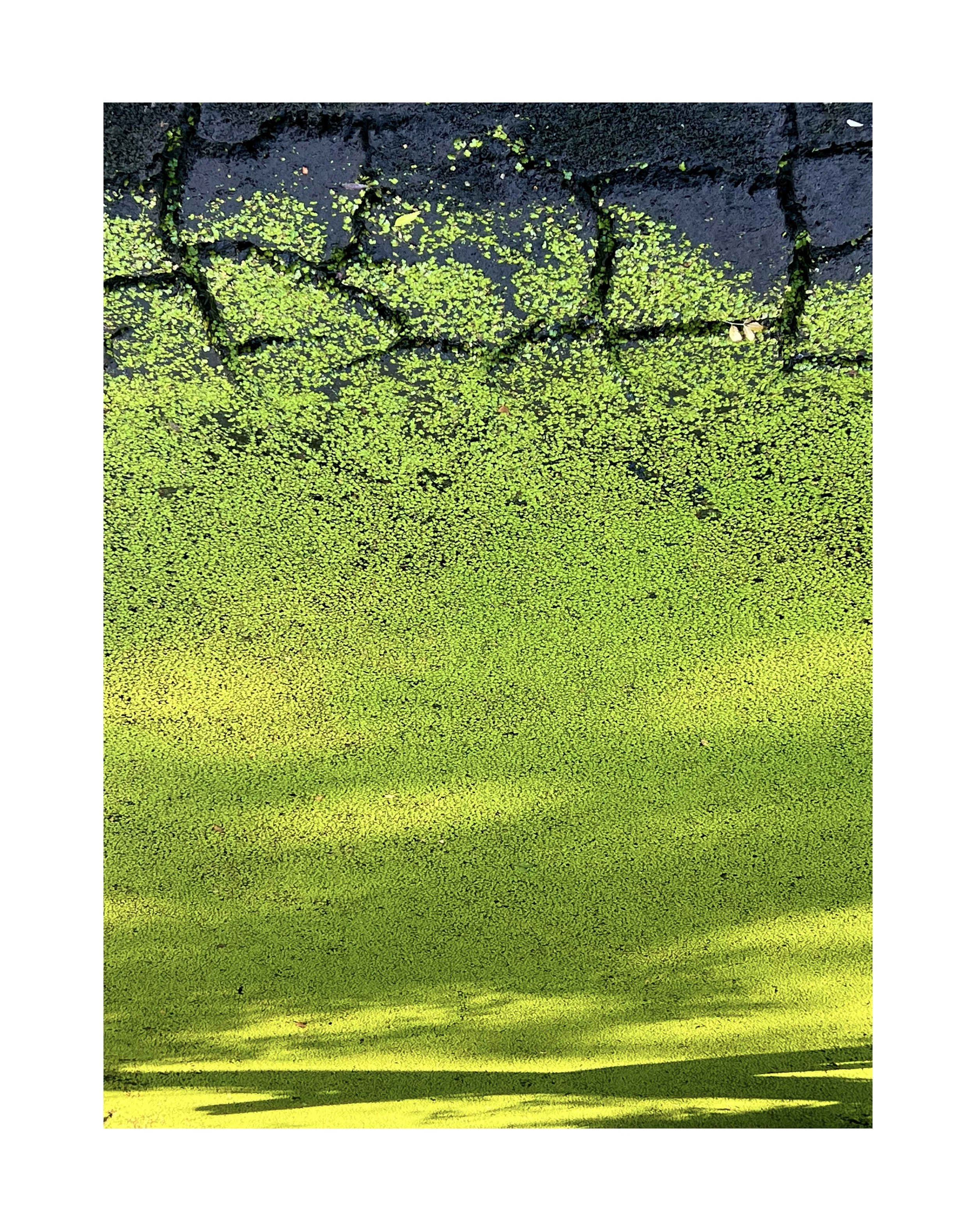 Surface d'eau recouverte de végétation aquatique verte avec des plantes flottantes et des algues dans un étang ou un lac.