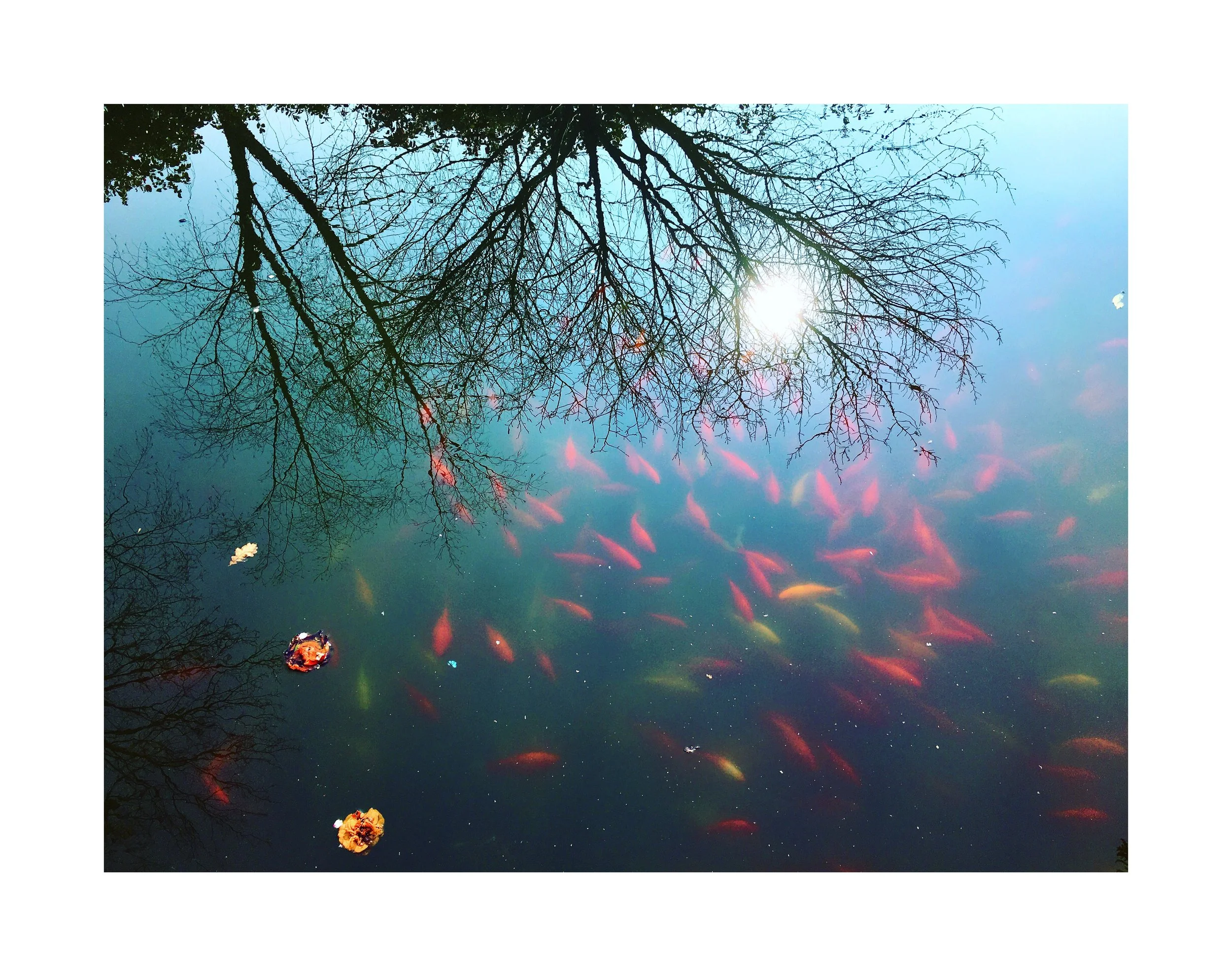 Reflet d'arbres nus et du soleil dans l'eau avec des poissons rouges nageant à la surface