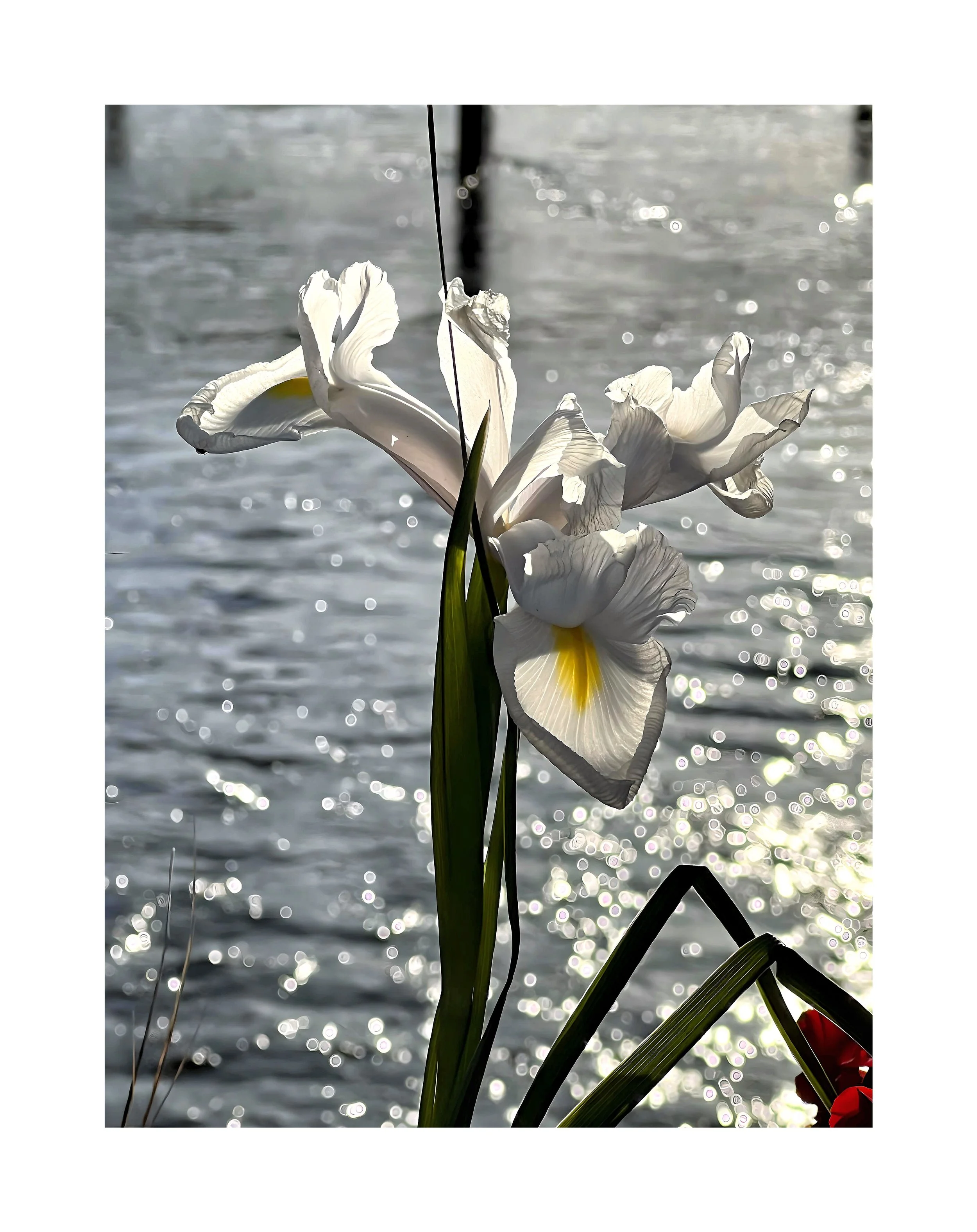 Des fleurs blanches, probablement des iris, au bord de l'eau avec un fond de surface aquatique en reflets lumineux.