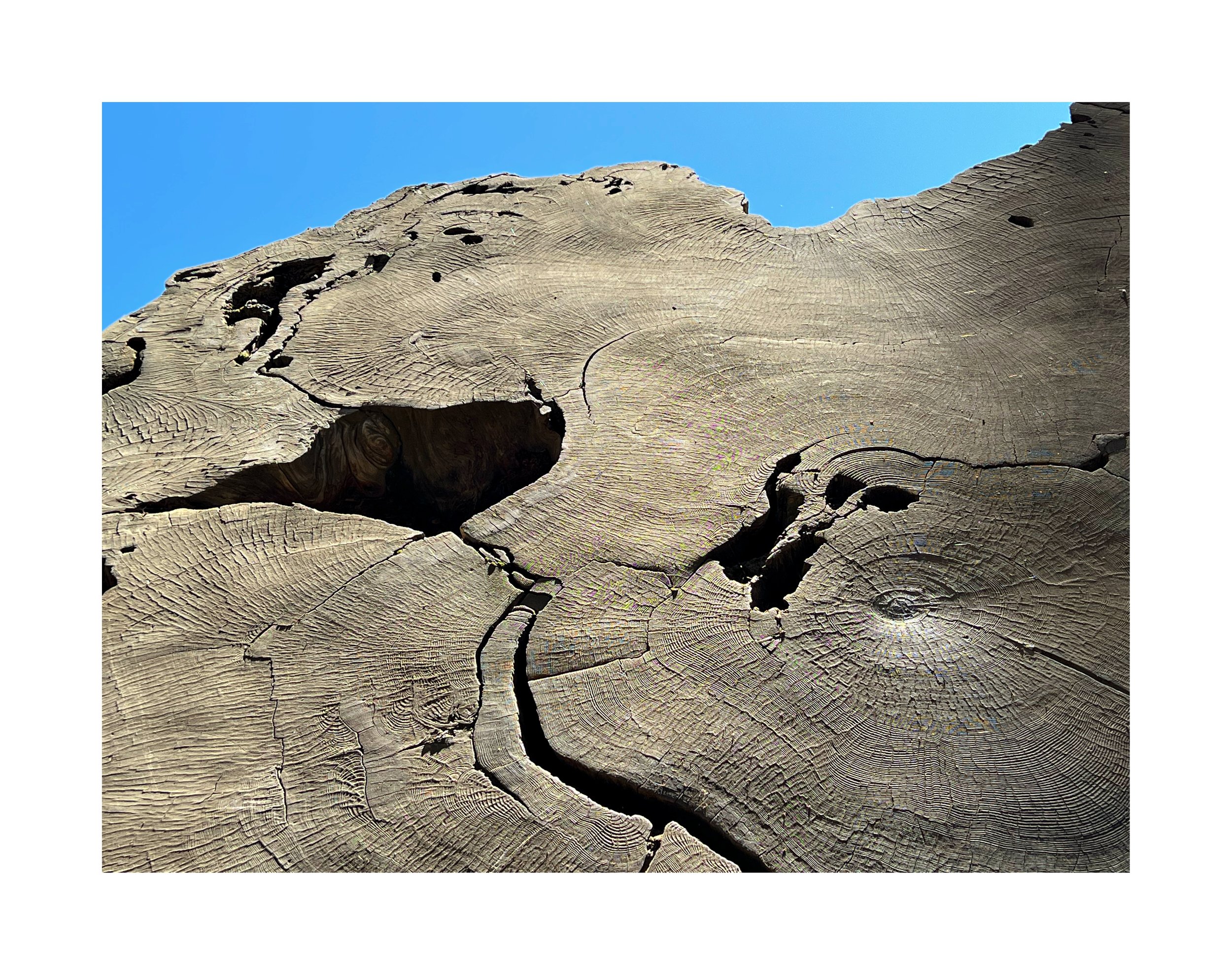 Surface d'une tranche d'arbre coupée, montrant des anneaux de croissance et des fissures, avec un ciel bleu en arrière-plan.