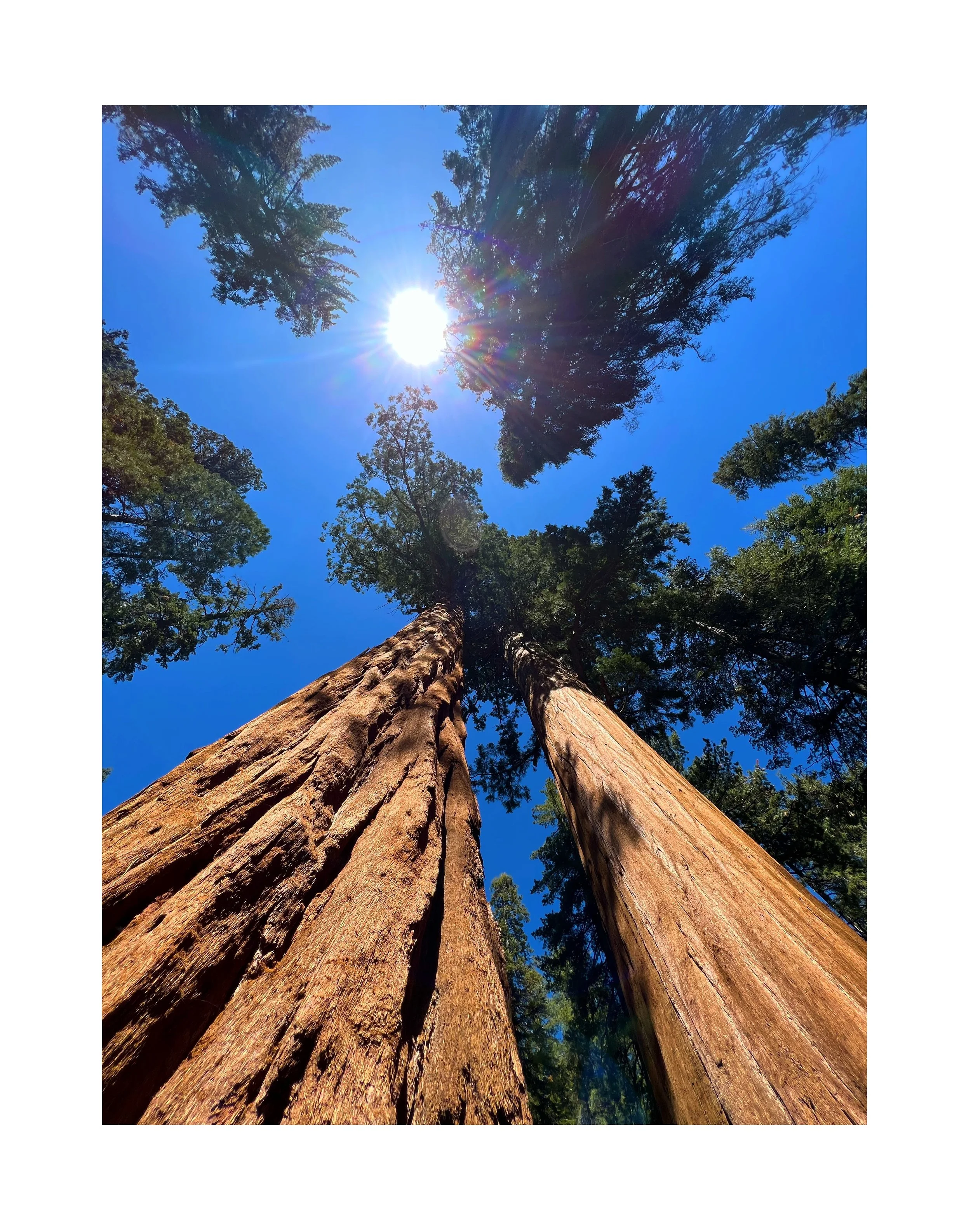 Vues en contre-plongée de deux grands arbres dans une forêt, avec le soleil brillant dans un ciel bleu clair, créant des rayons de lumière et un contraste avec les feuillages sombres.