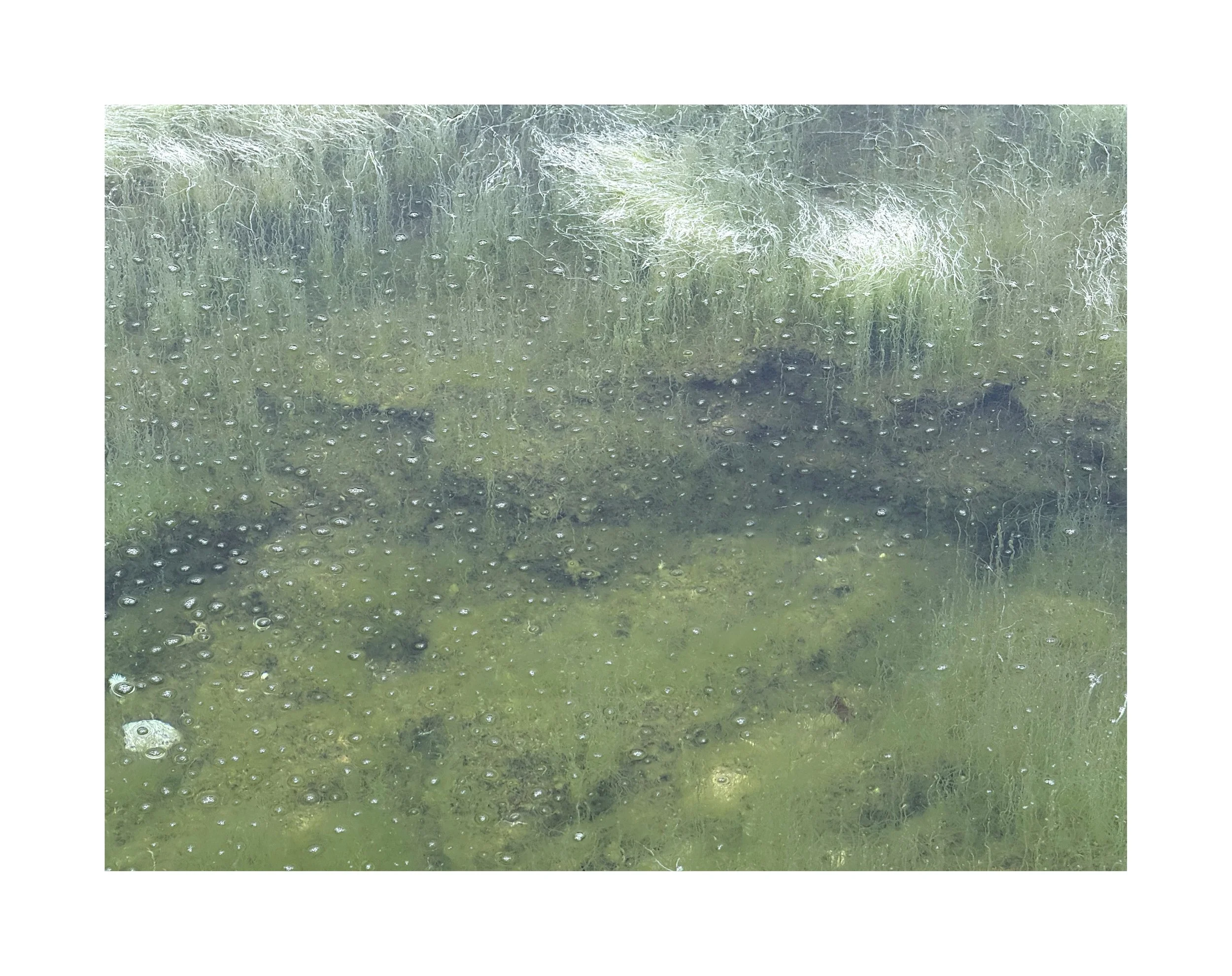 Vue sous-marine d'un fond de rivière ou lac avec plantes aquatiques, rochers et algues, visible à travers une surface d'eau légèrement trouble.