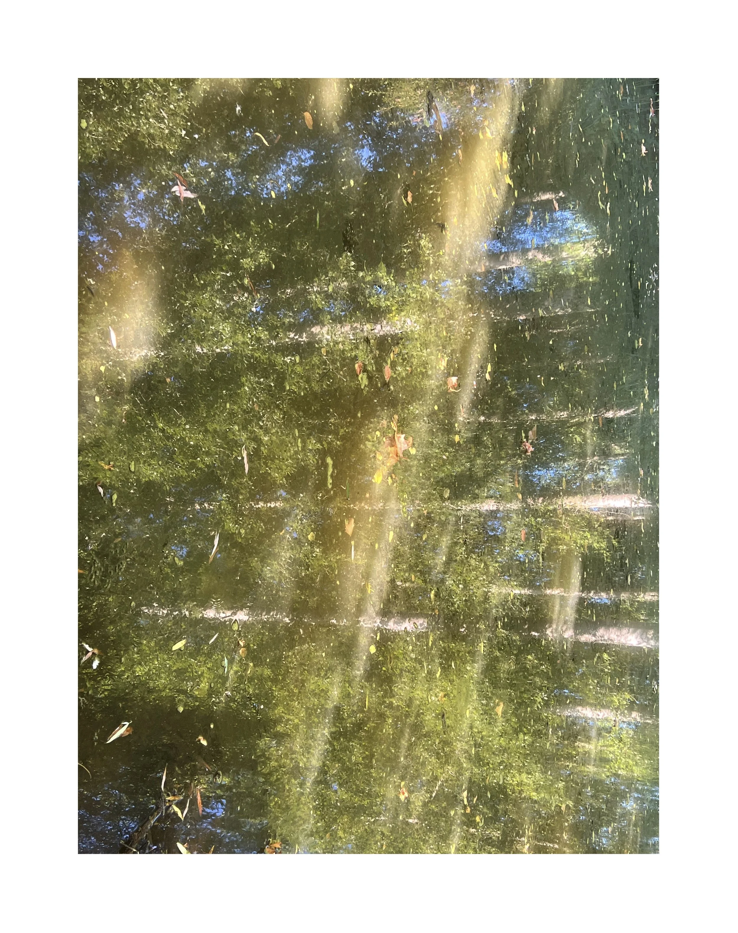 Reflet d'un arbre feuillu dans l'eau d'un étang avec des feuilles tombées et des rayons de soleil. 