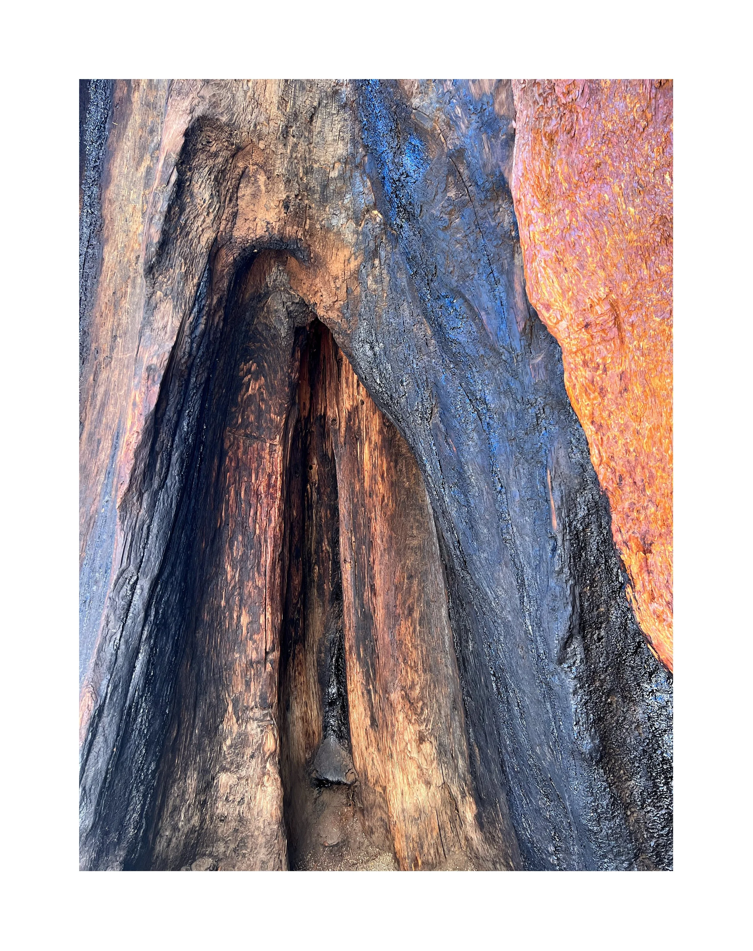 Gros plan sur un tronc d'arbre brûlé montrant des textures et des couleurs variées, avec des zones noires, brunes, bleues et oranges.