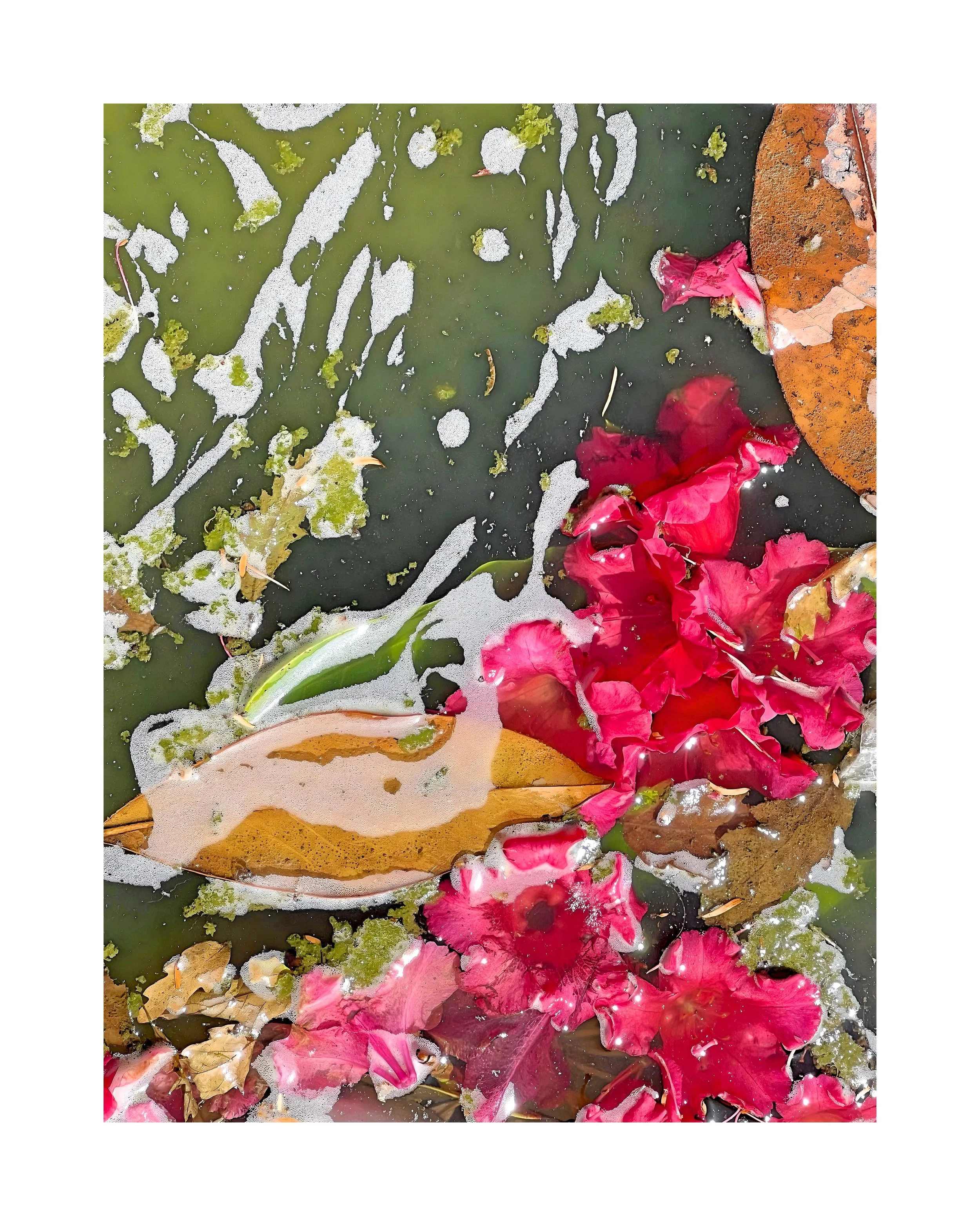 Des feuilles mortes, des pétales de fleurs rouges et du gel dans une surface d'eau gelée.