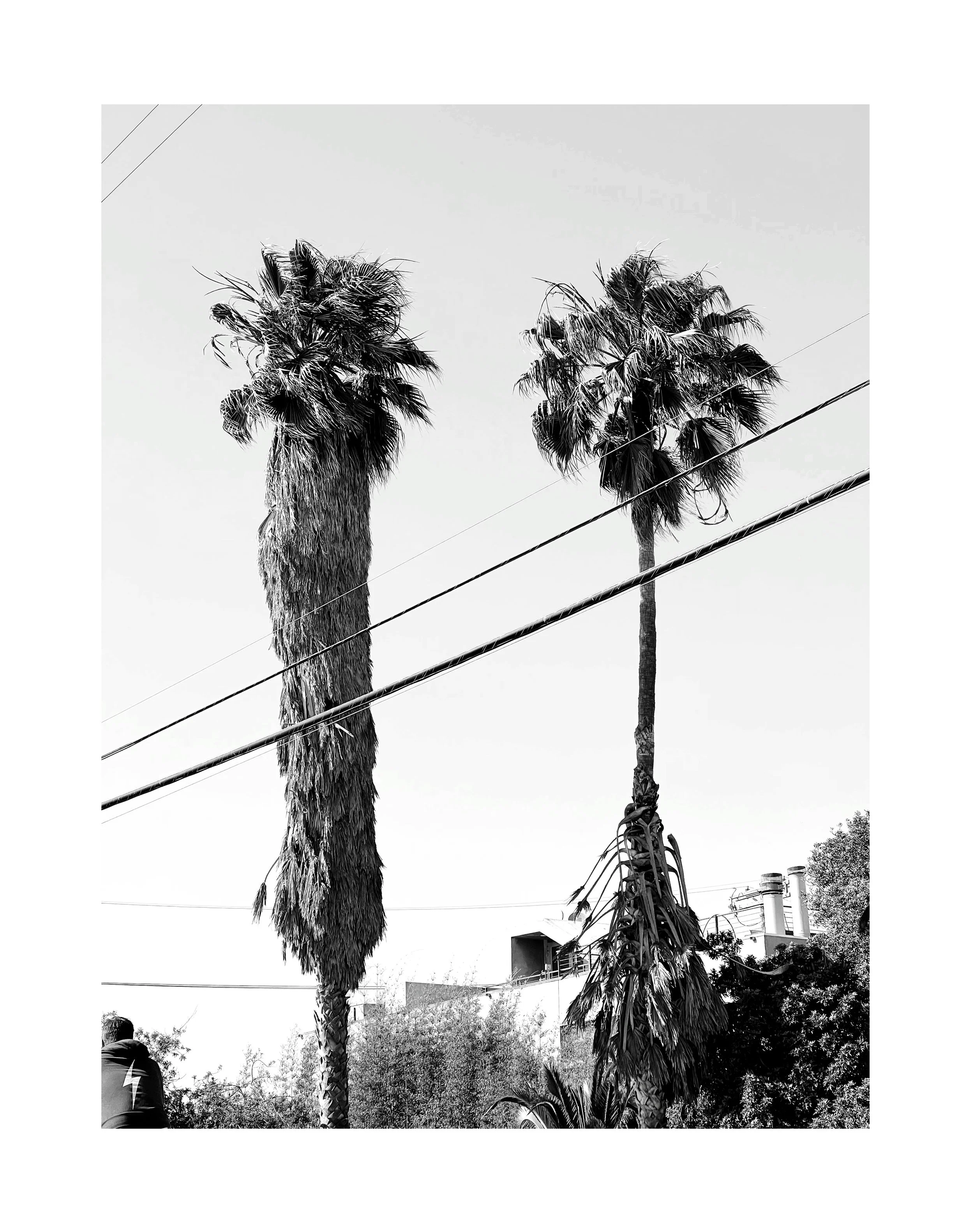 Deux palmiers en noir et blanc, avec un ciel clair en arrière-plan. Un homme en veste noire est visible dans le coin inférieur gauche.